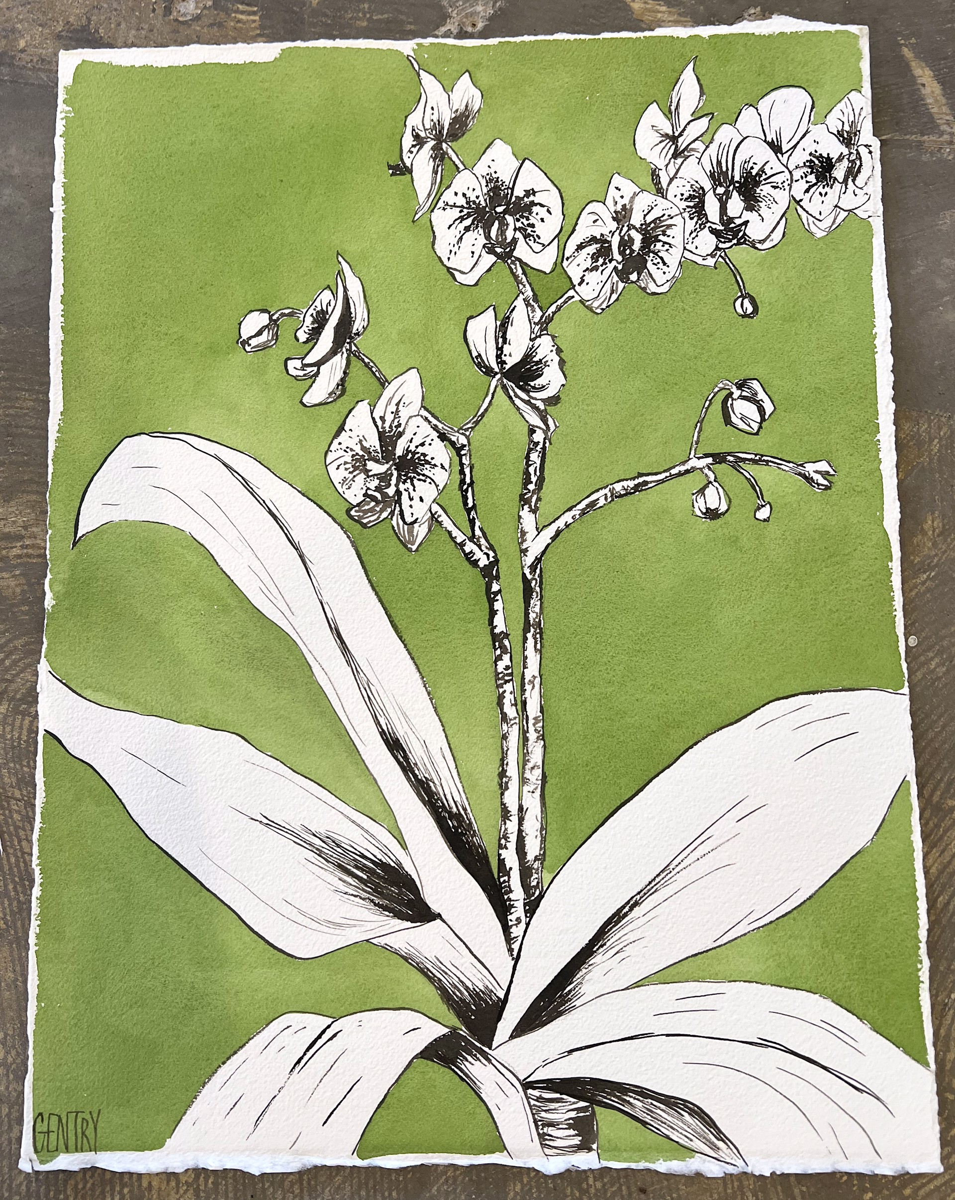 Green Orchid I by Sarah Gentry