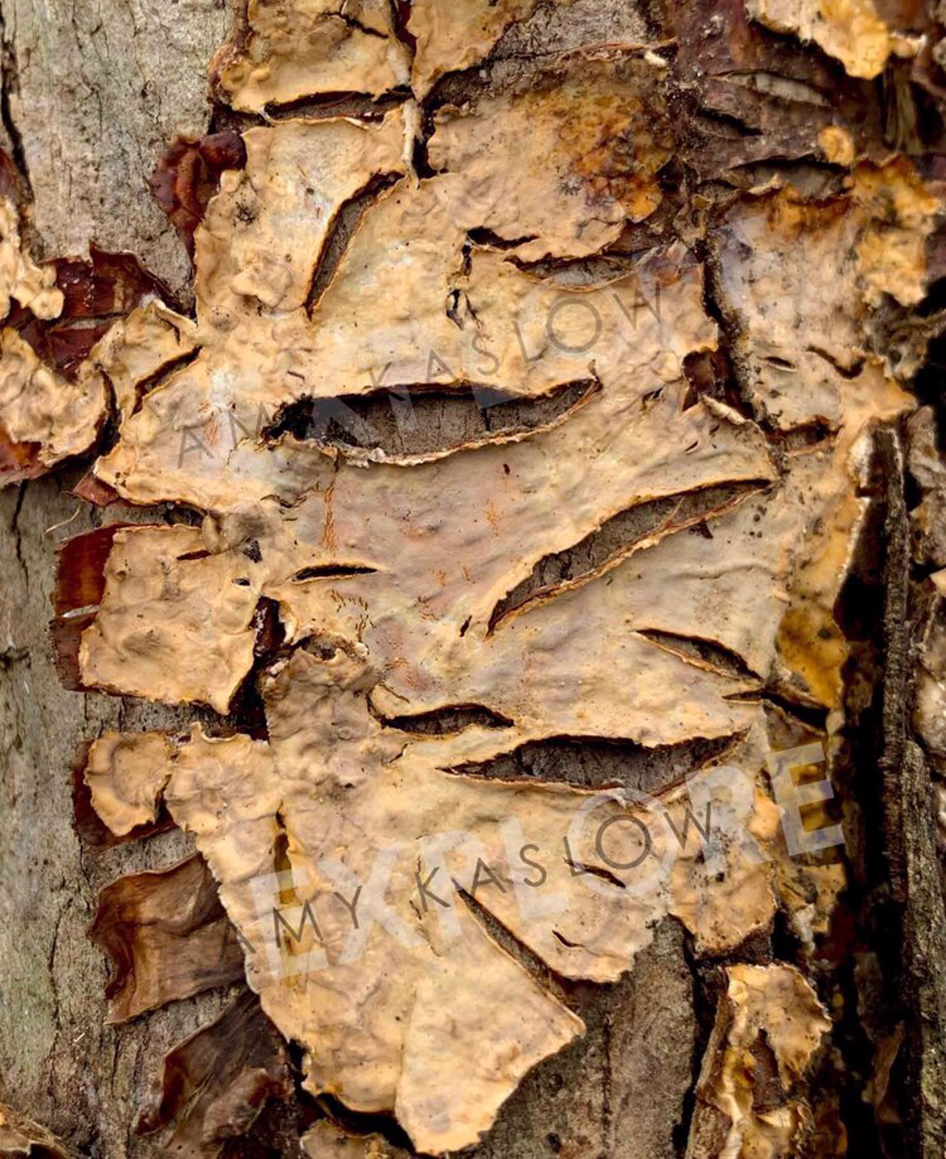 Masked White Oak, Maryland by Amy Kaslow