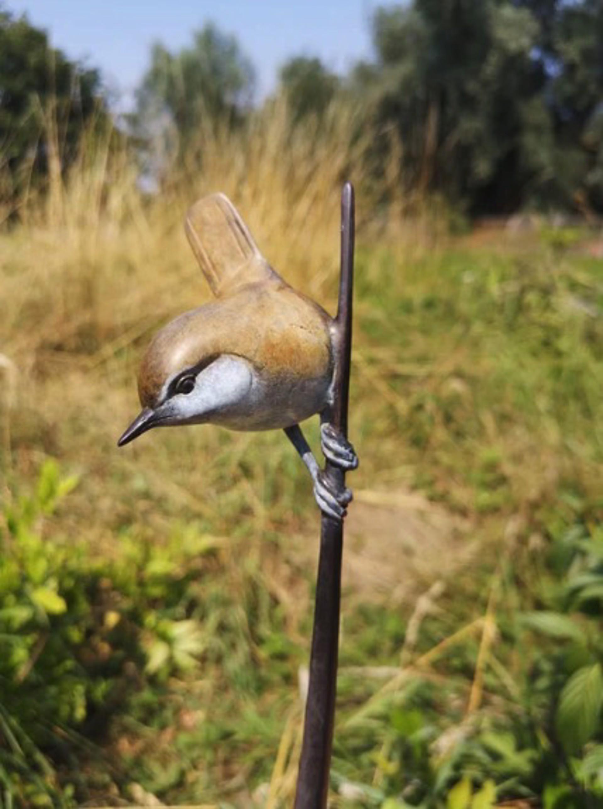 High wren on Reed 146/250 by David Meredith