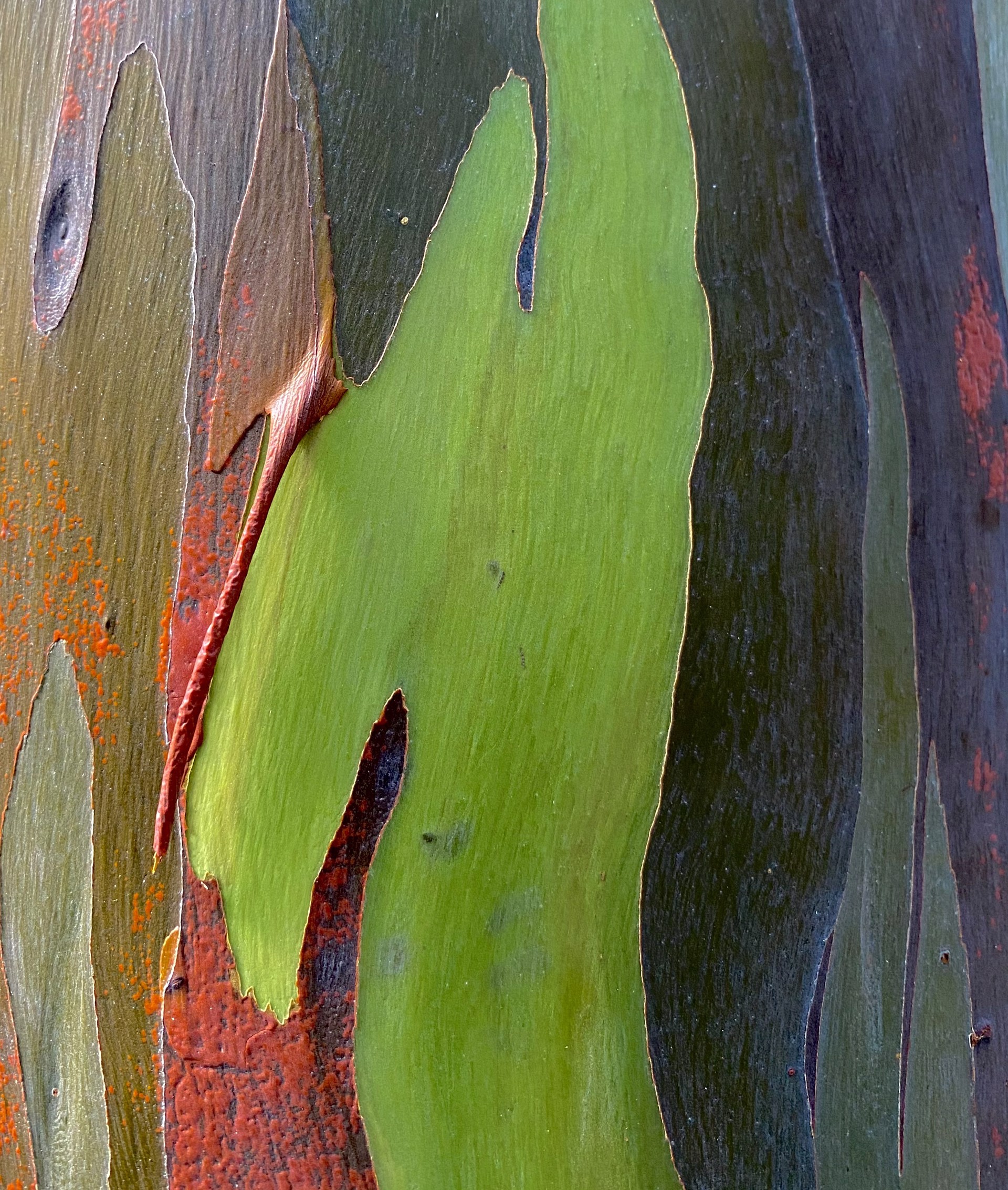 Rainbow Eucalyptus, Florida 5 by Amy Kaslow