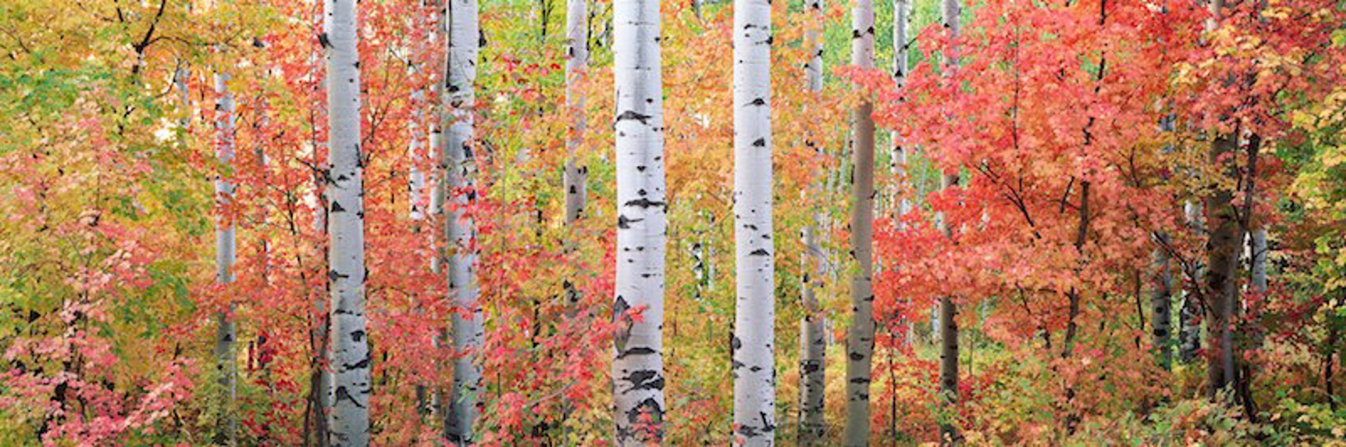 Autumn Forest Light - rolled by Steven Friedman