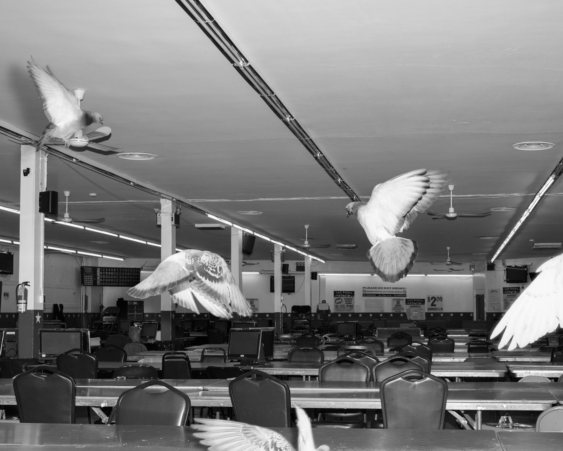 The Community, Birds Bingo (M) by Eli Durst