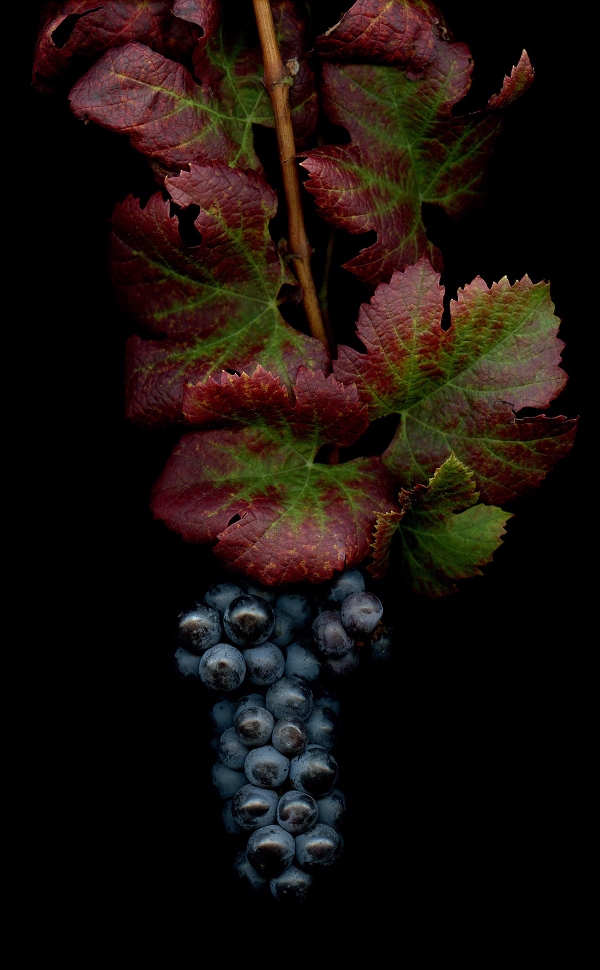 Red Wine Cluster by Laurie Tennent