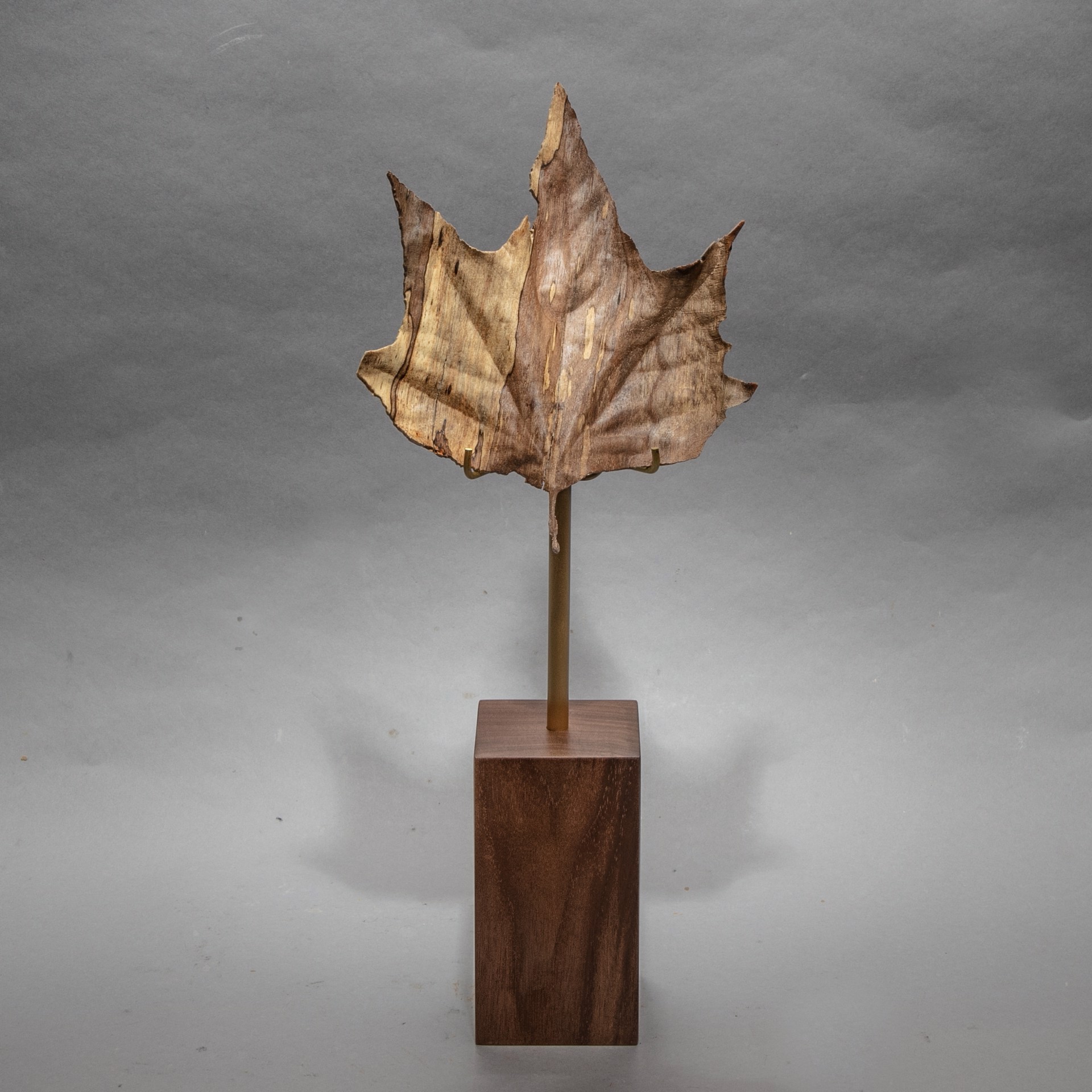 Specimen #10 - Sycamore leaf in local spalted sycamore by Dana Younger