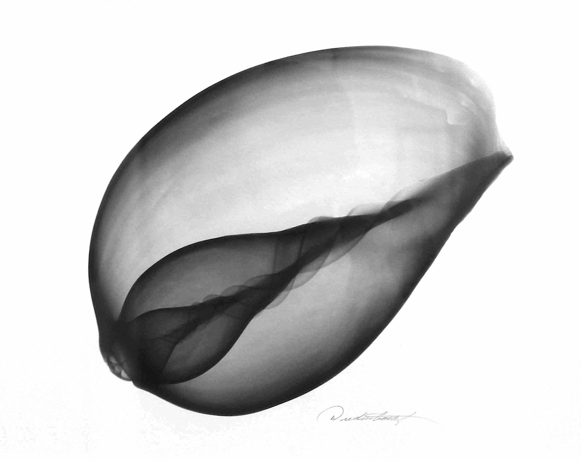Seashell by Don Dudenbostel