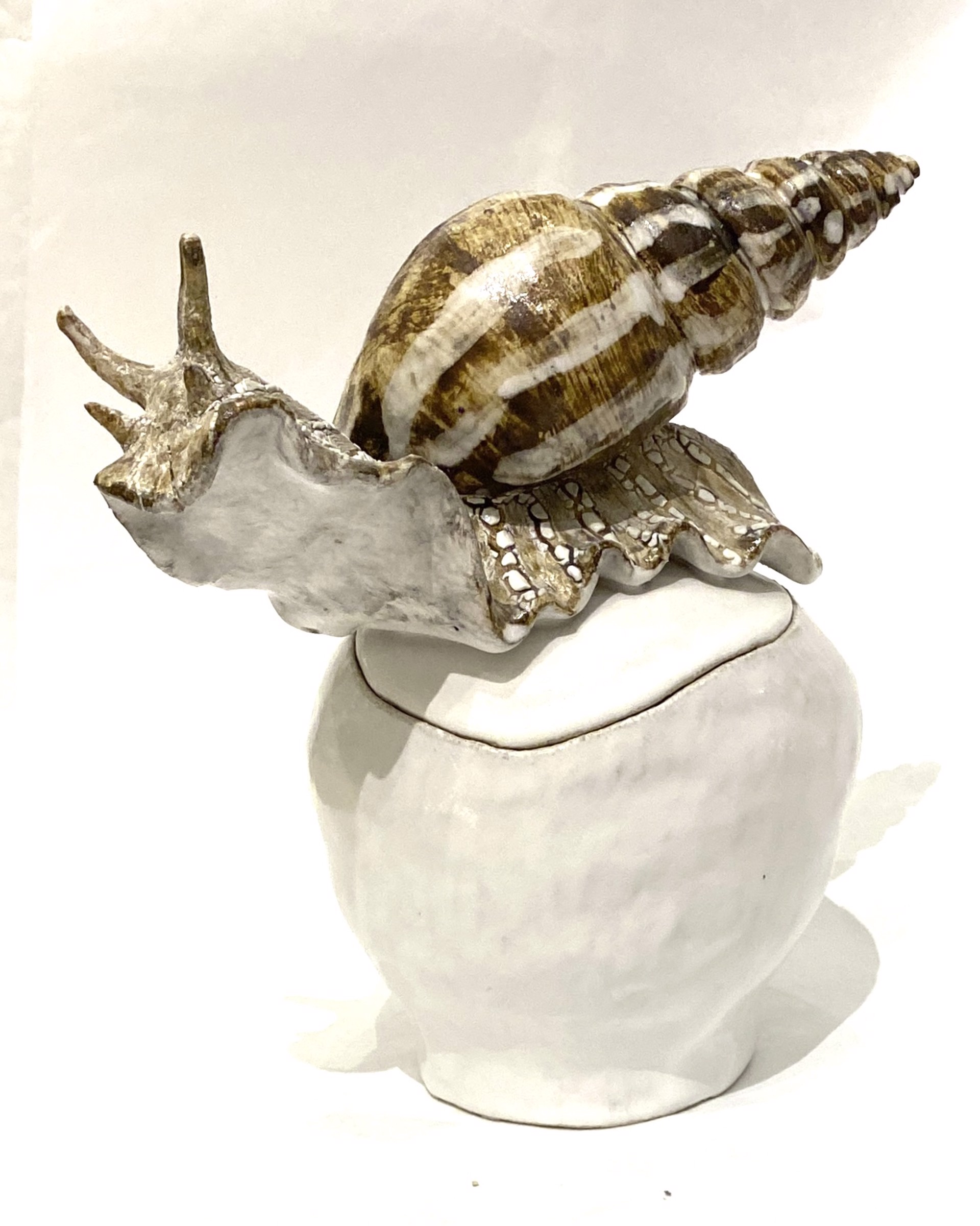 African Land Snail Lidded Urn by Shayne Greco