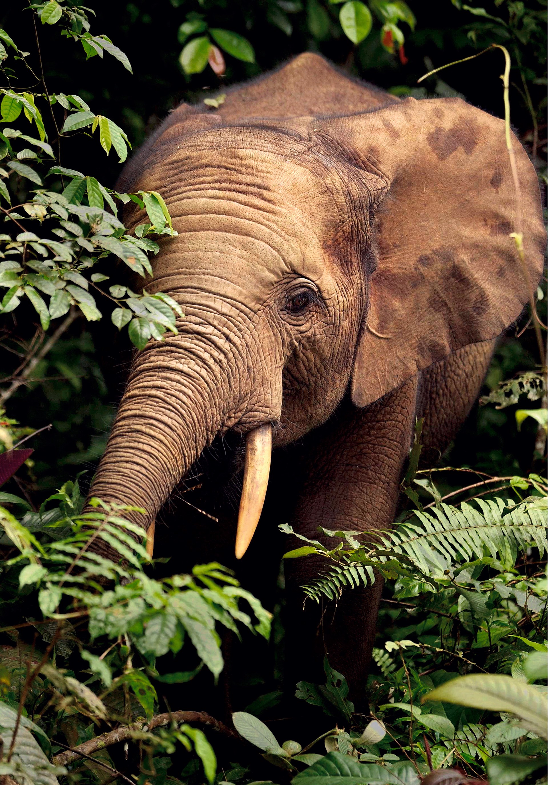 Rabi Elephant by Carlton Ward Photography