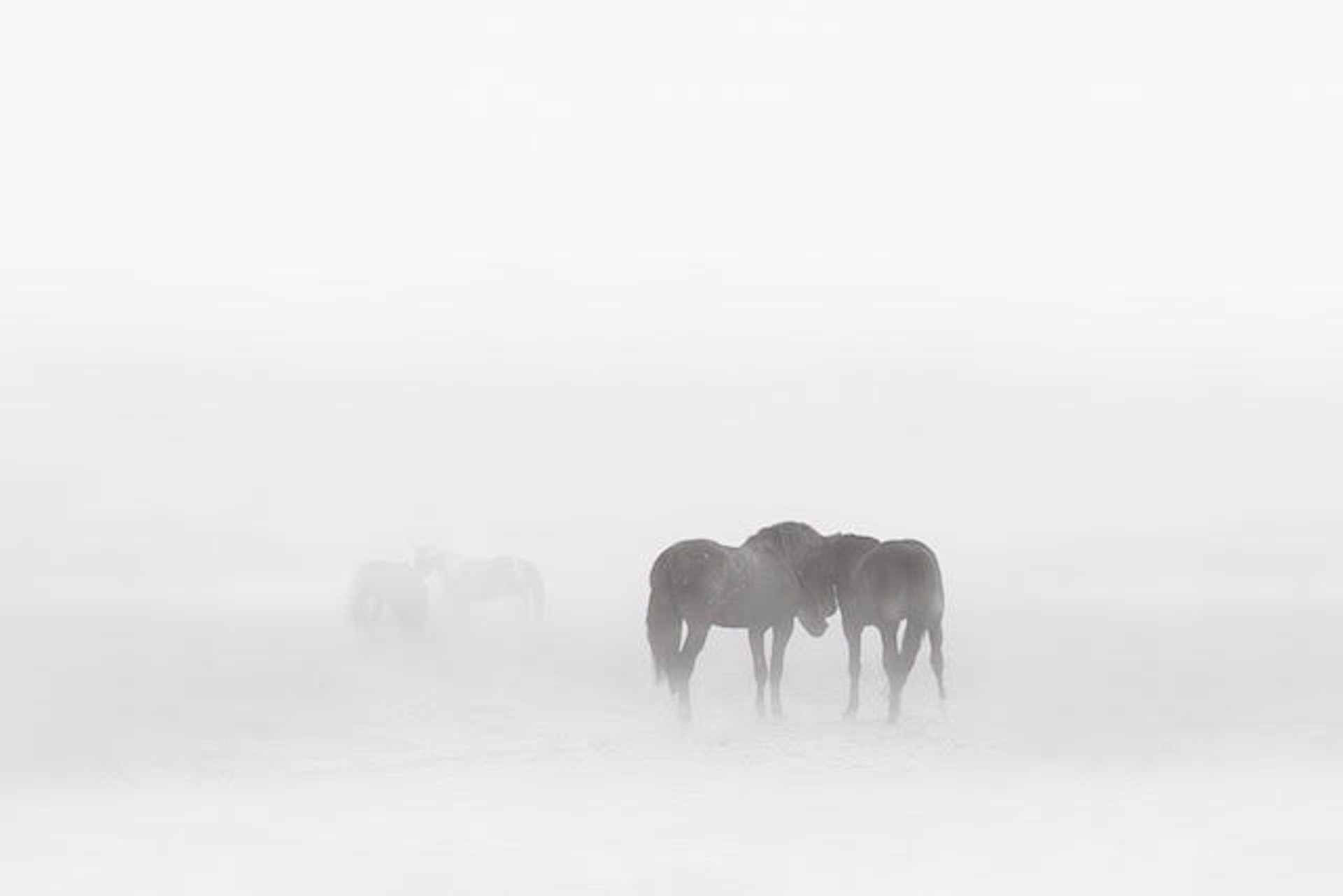 Within the Fog II by Maria Marriott