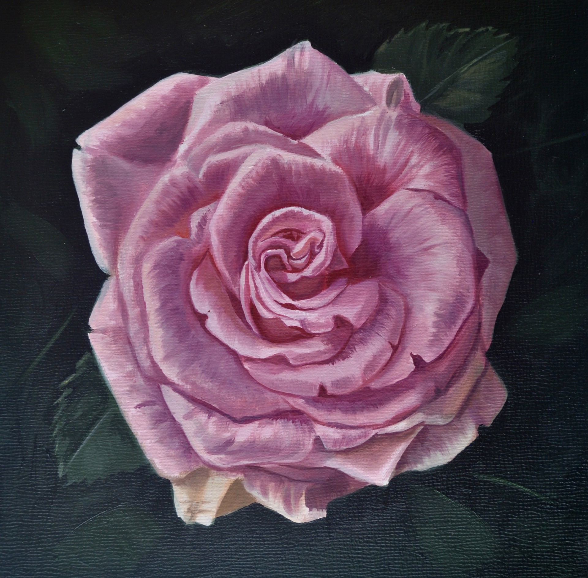 Pink Rose by Robin Hextrum