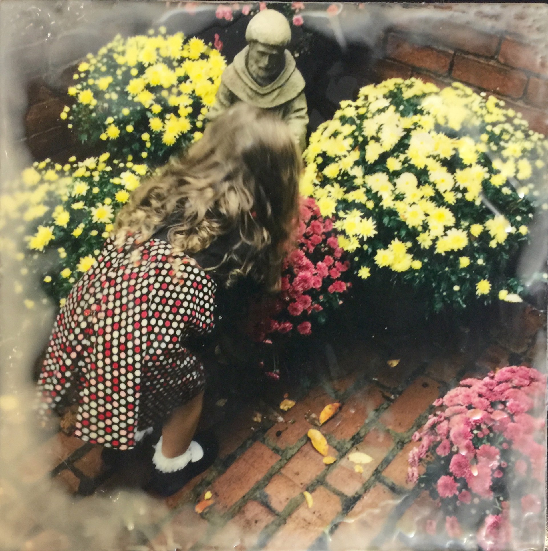 Sophia and the Chrysanthemums by Judie Jacobs