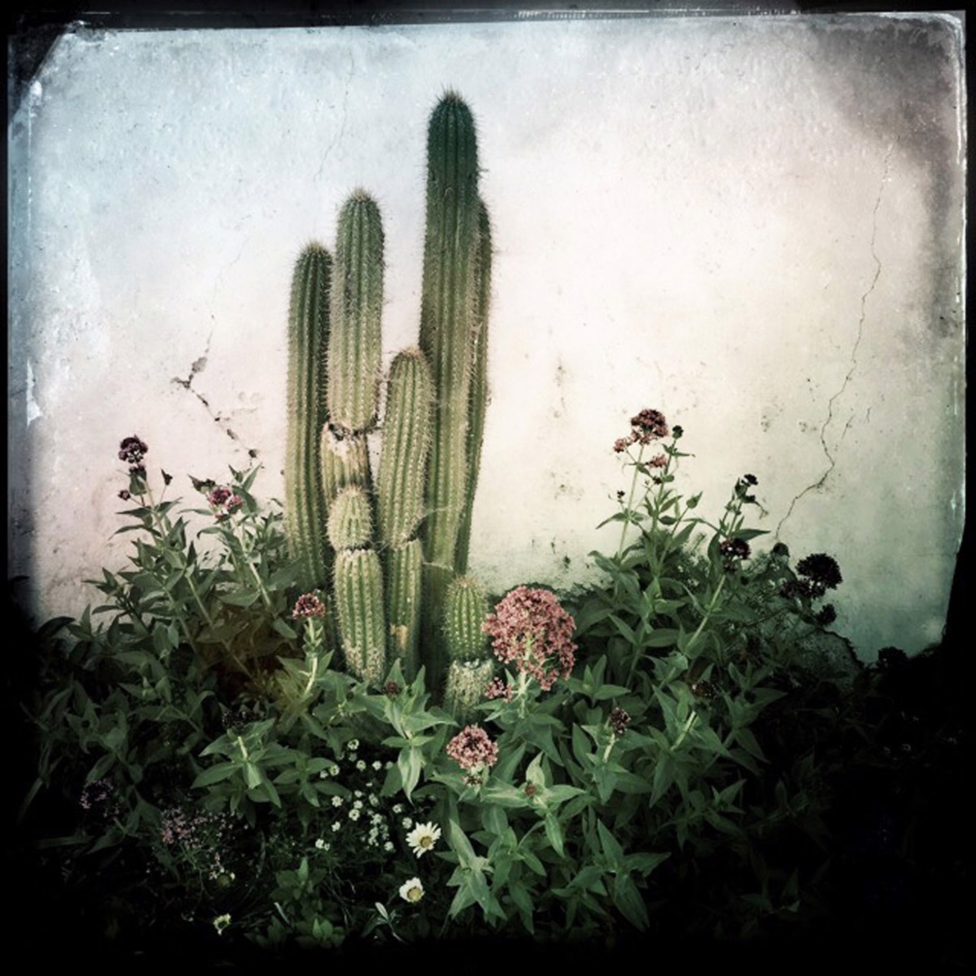 Cactus by Arlene Stanger
