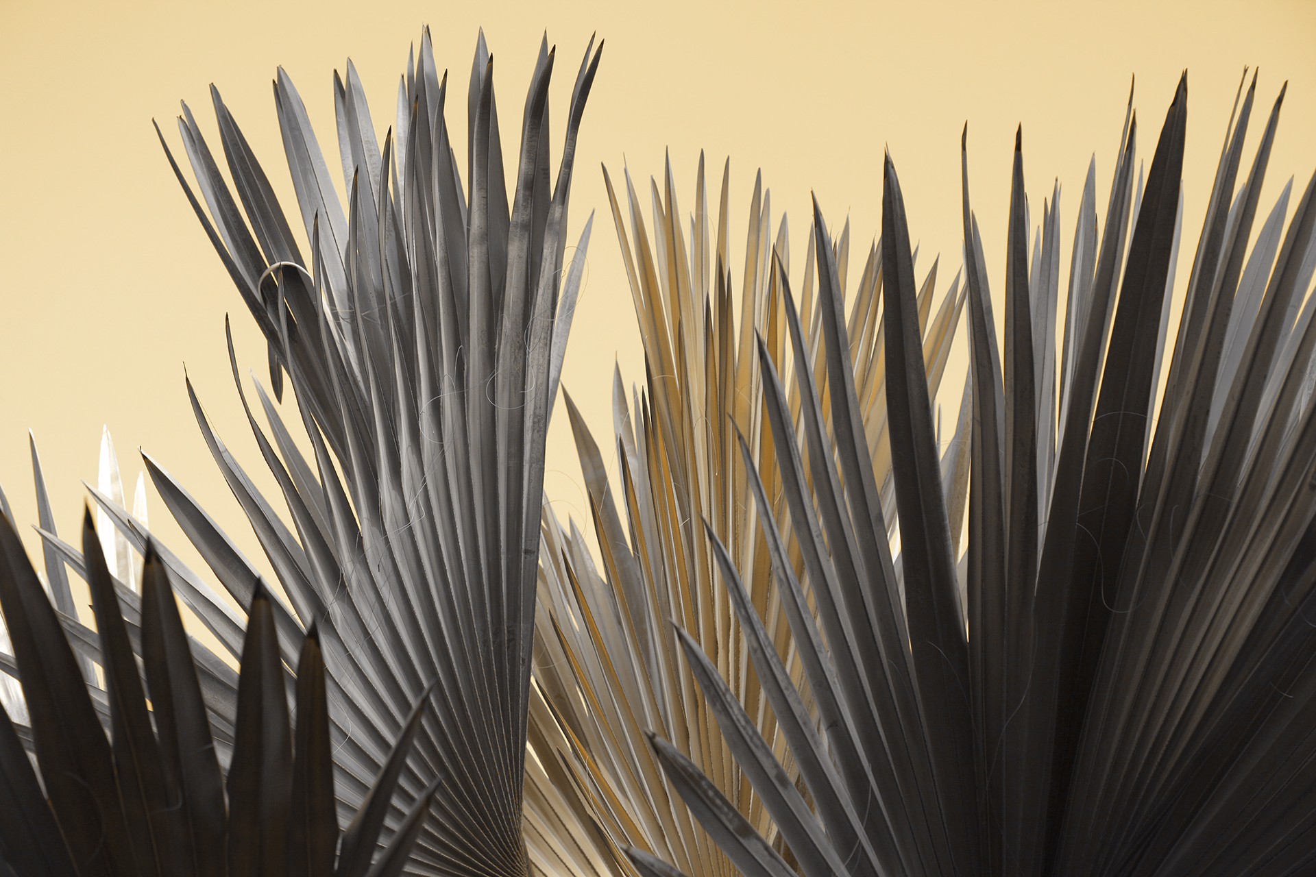 Wing of Fronds by Stewart Nelson