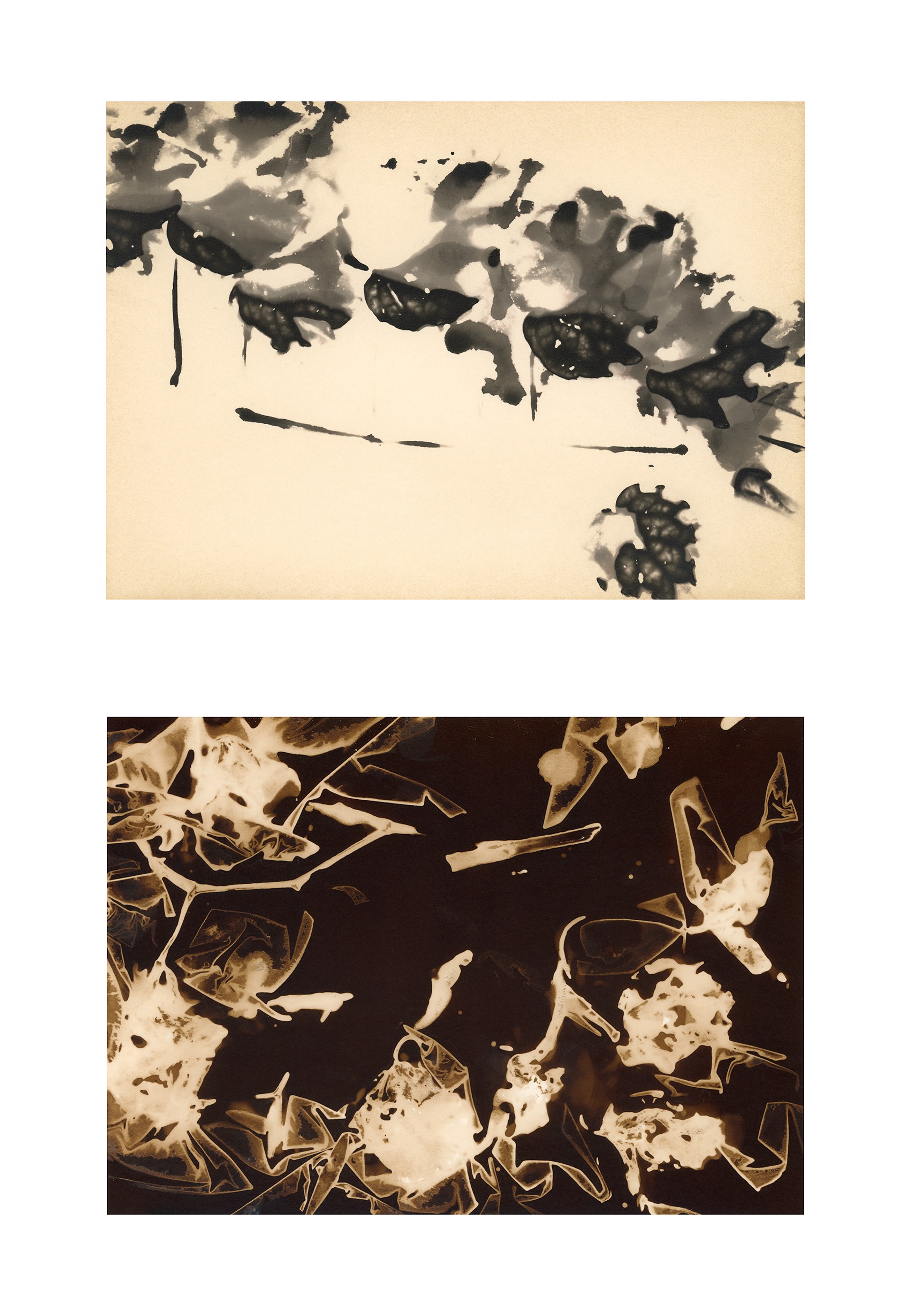 Creeping Fig Vine, fixed-positive, diptych by Teresa K. Morrison