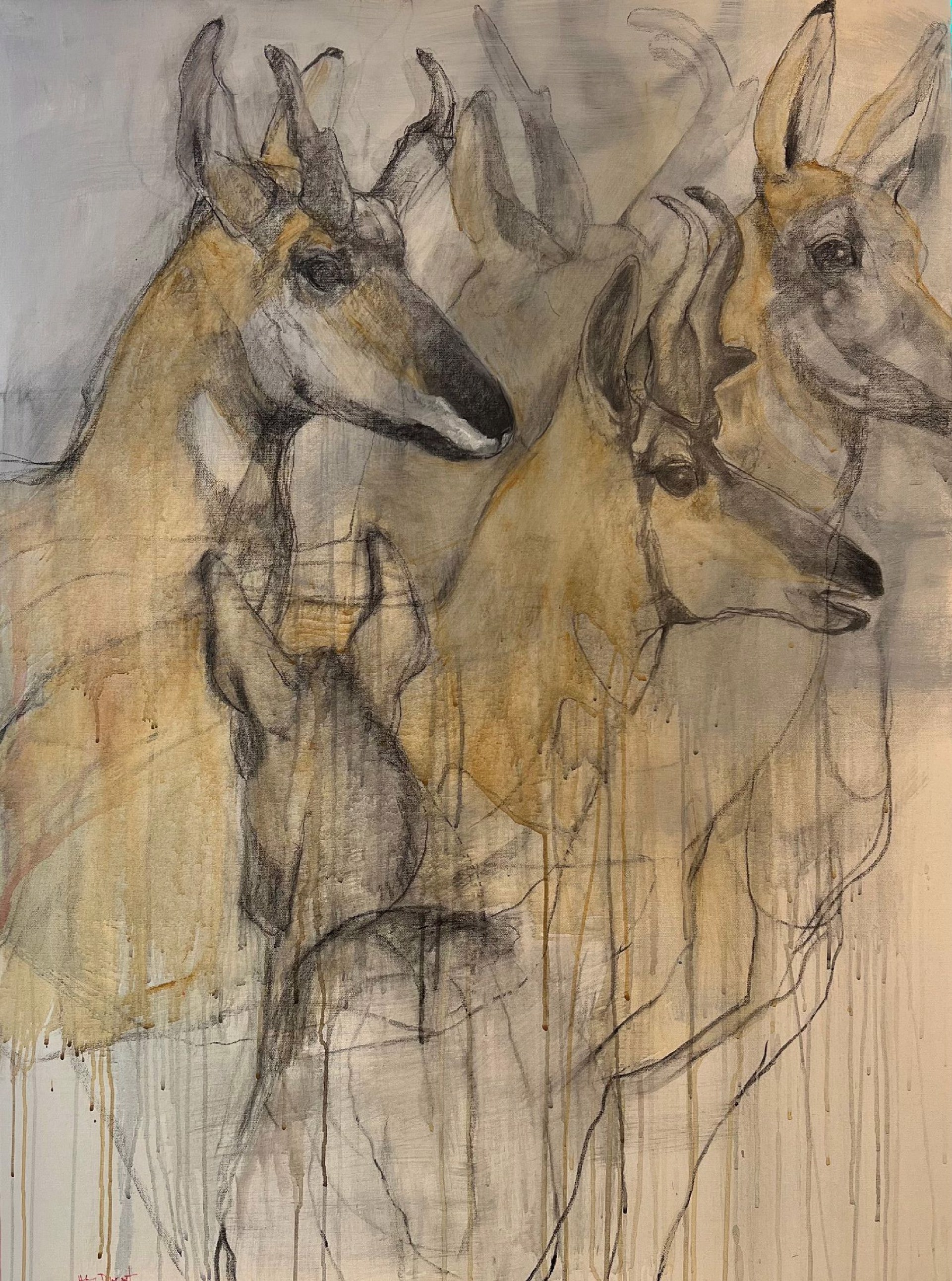Pronghorns Gather by Helen Durant