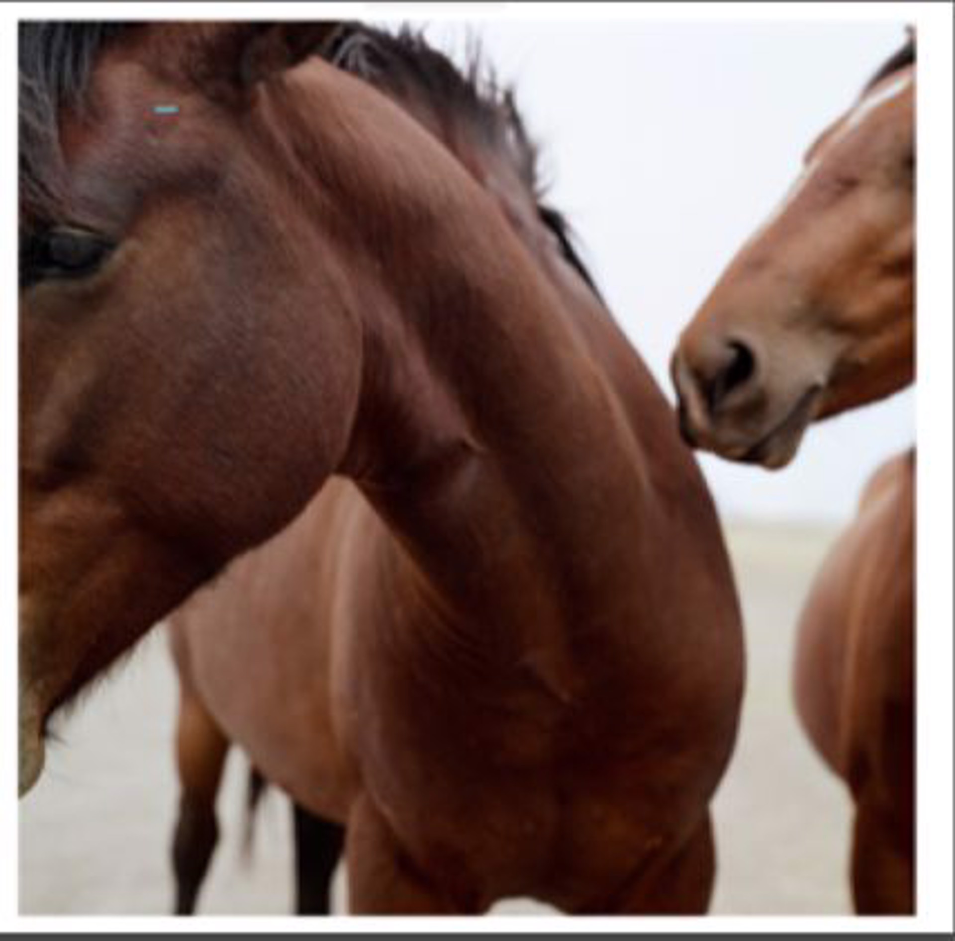 Tigie's Horses, Marfa Texas by Allison V. Smith