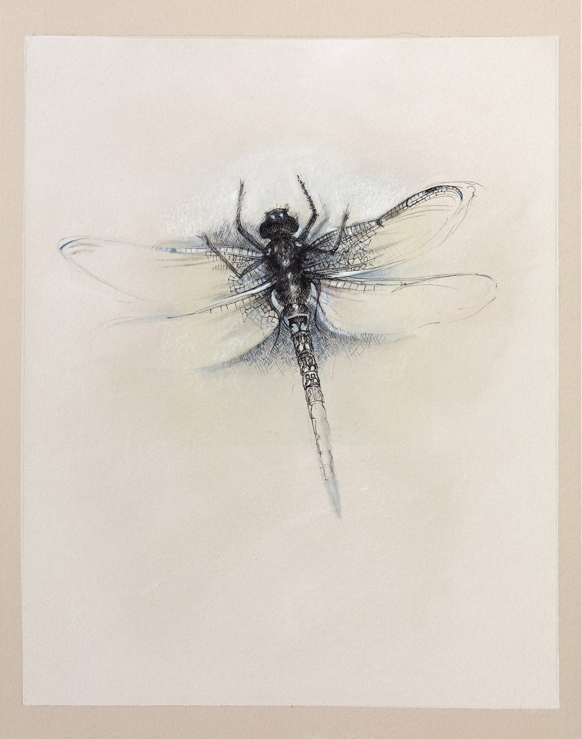 Dragonfly by Susan Manchester