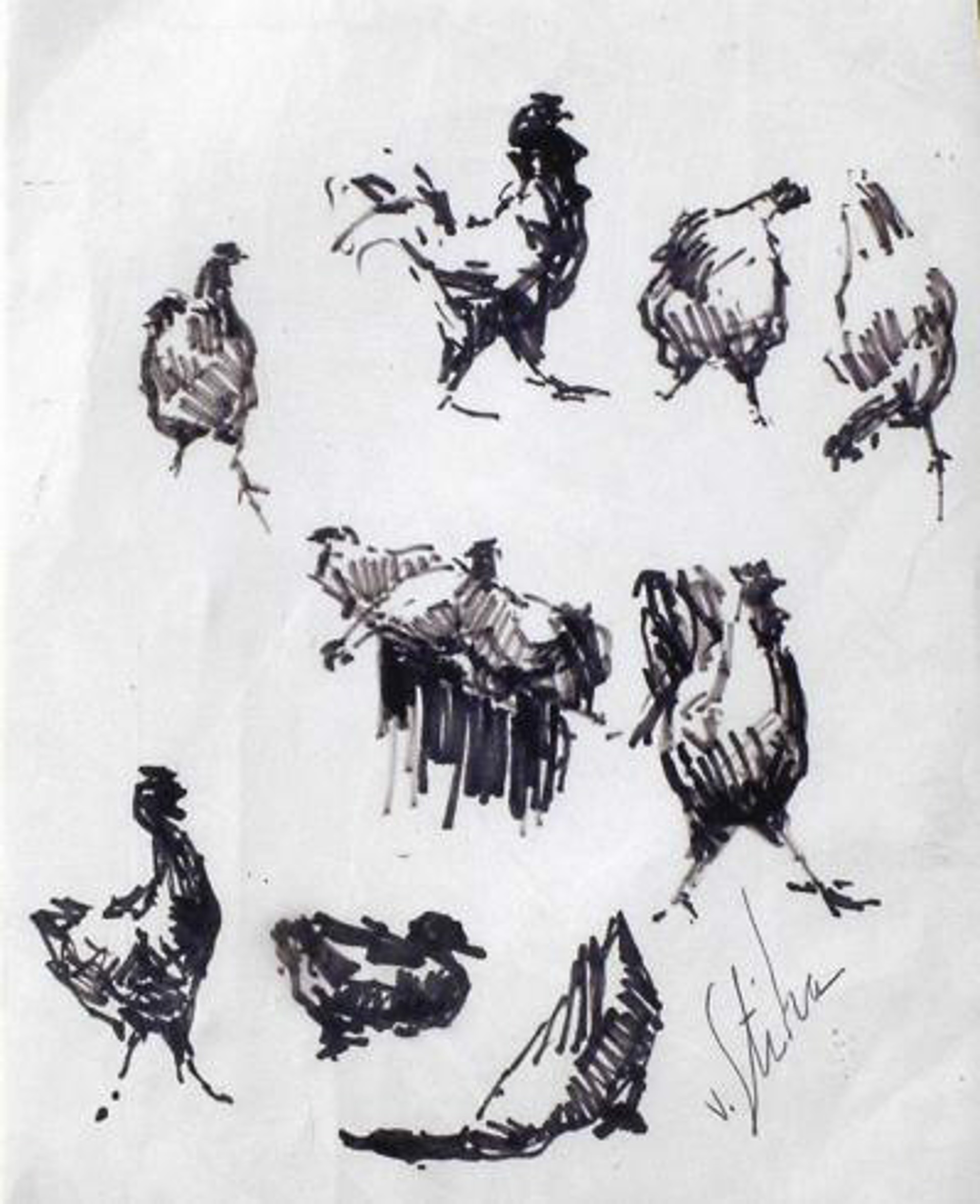 Chickens by Vladan Stiha