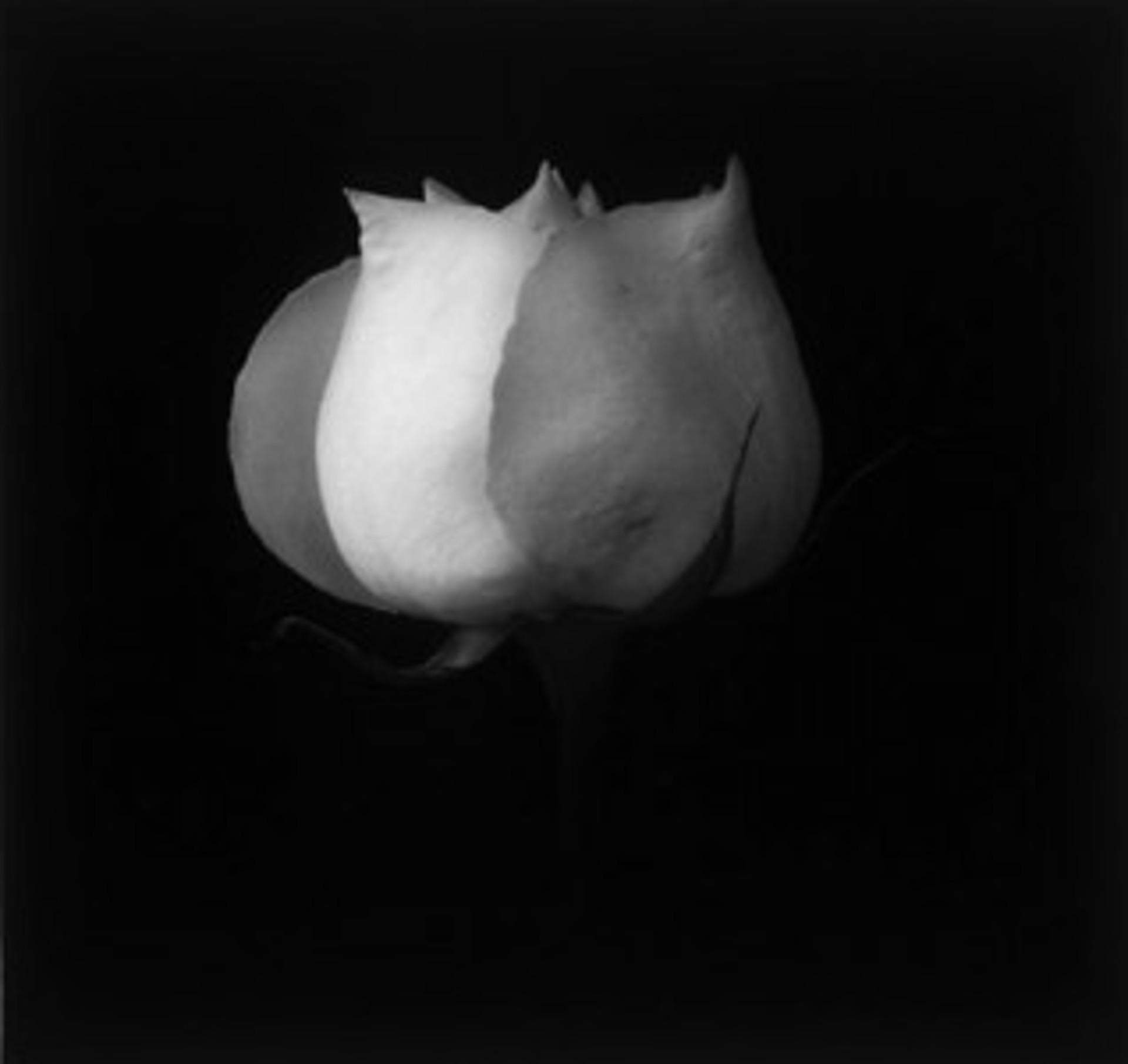 White Rose by MaryAnn Bushweller