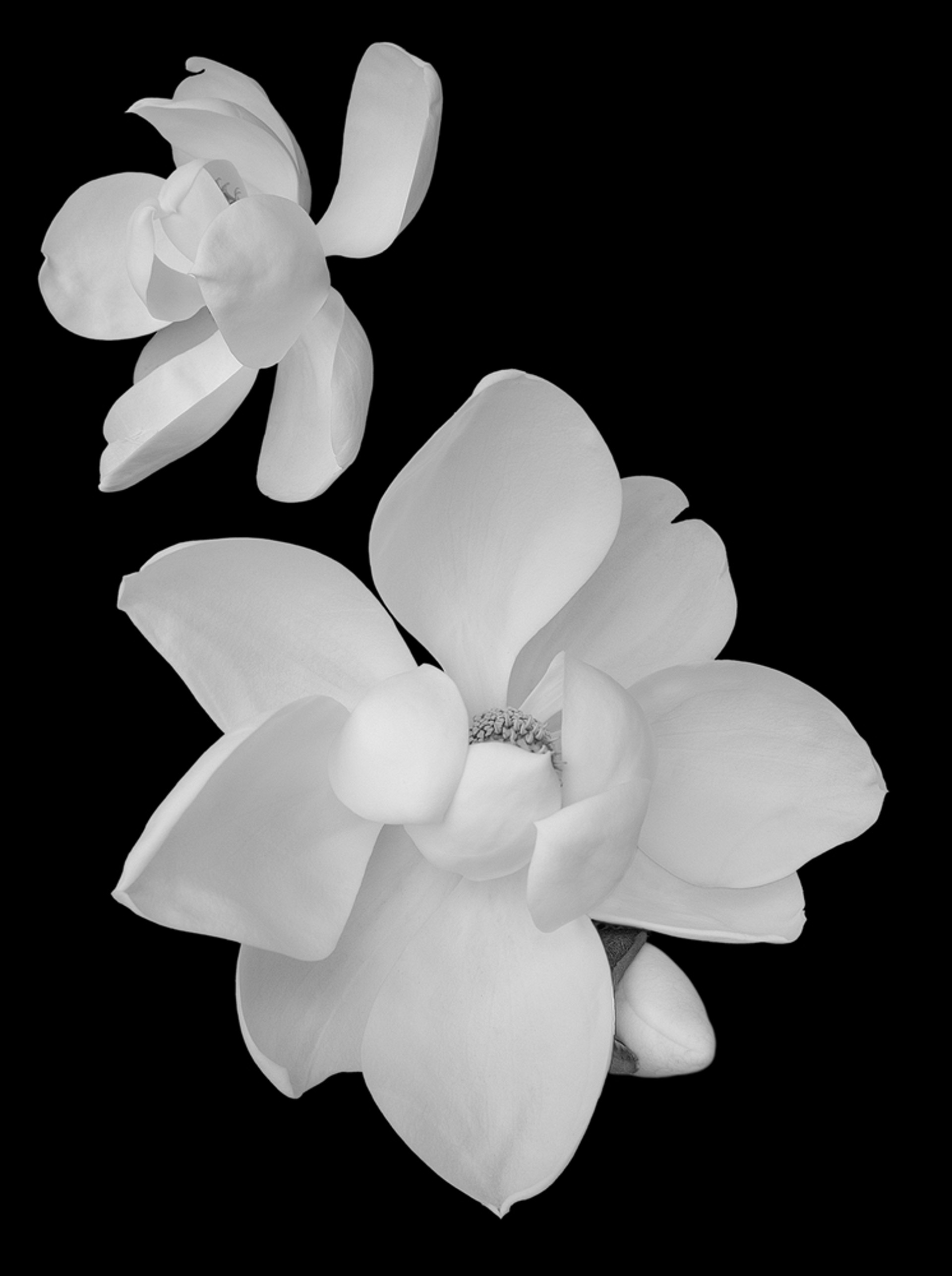Southern Magnolia Blossoms by Barry Vangrov