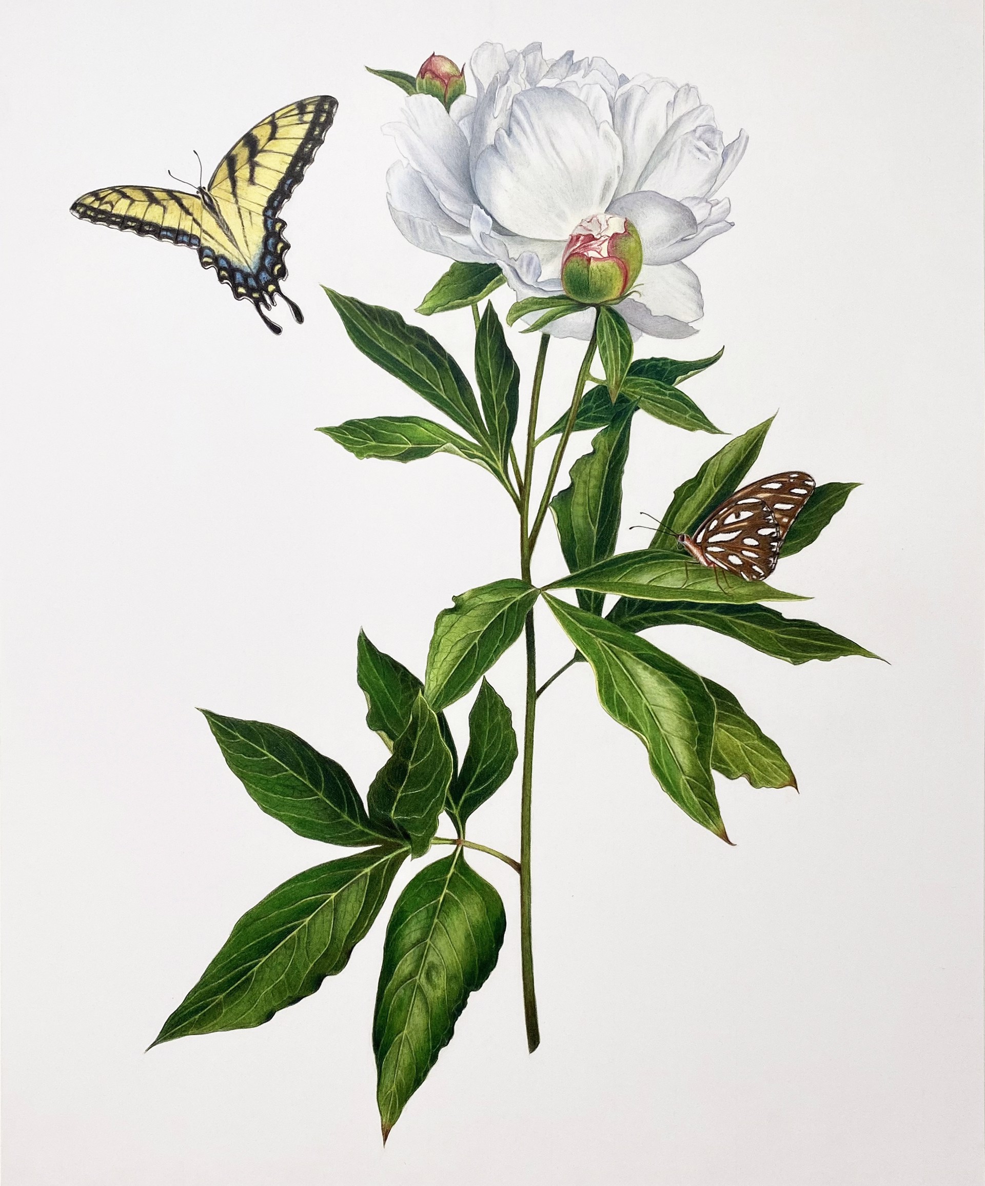 Peony with Tiger Swallowtail & Gulf Fritillary by Hannah Hanlon