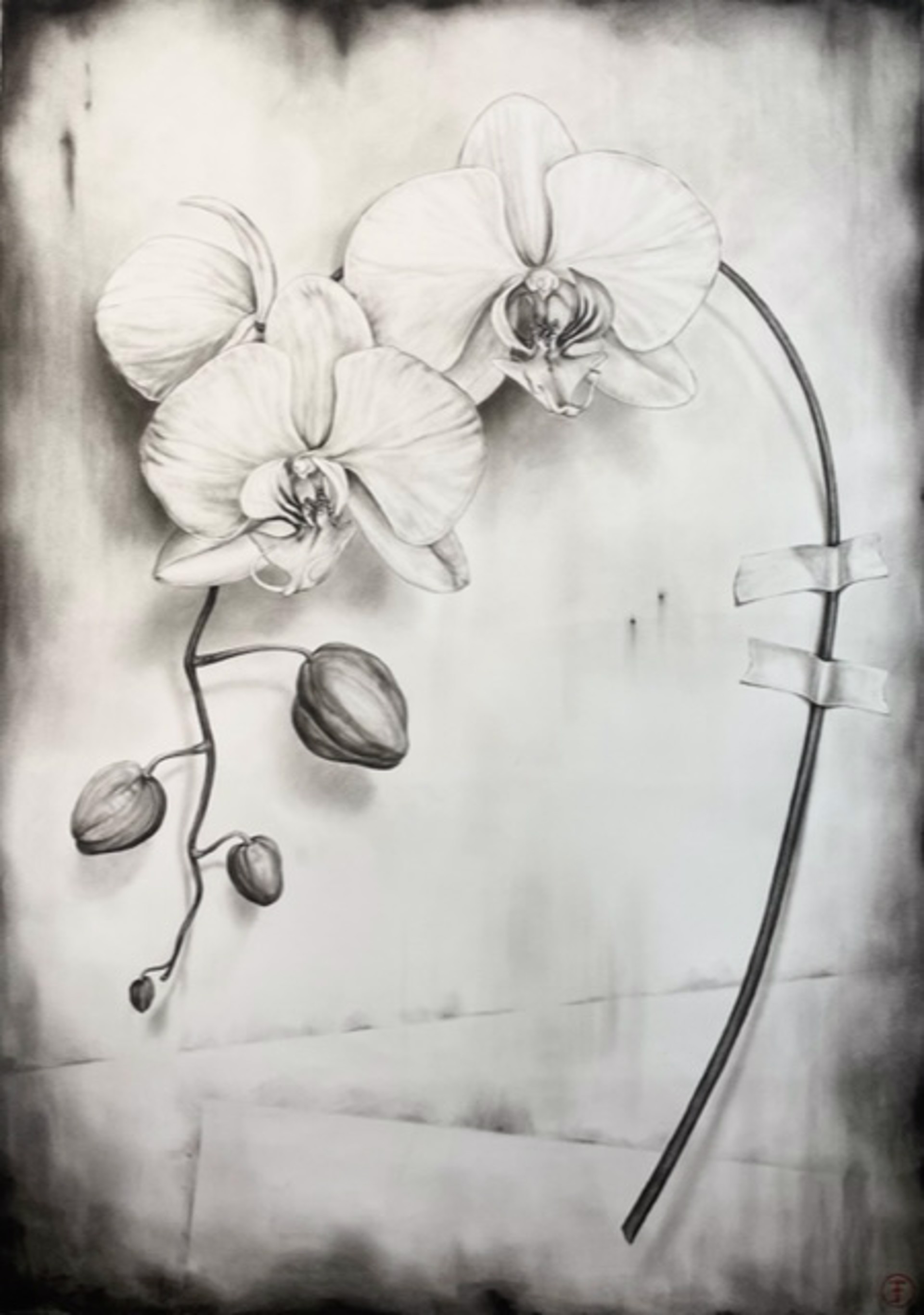 Orchid, Three Blooms by Emily Farish