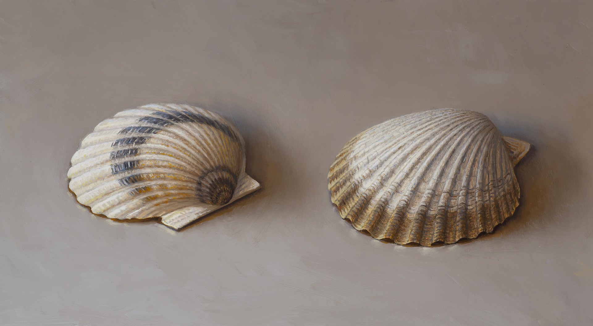 Scallop Shells by Scott Fraser