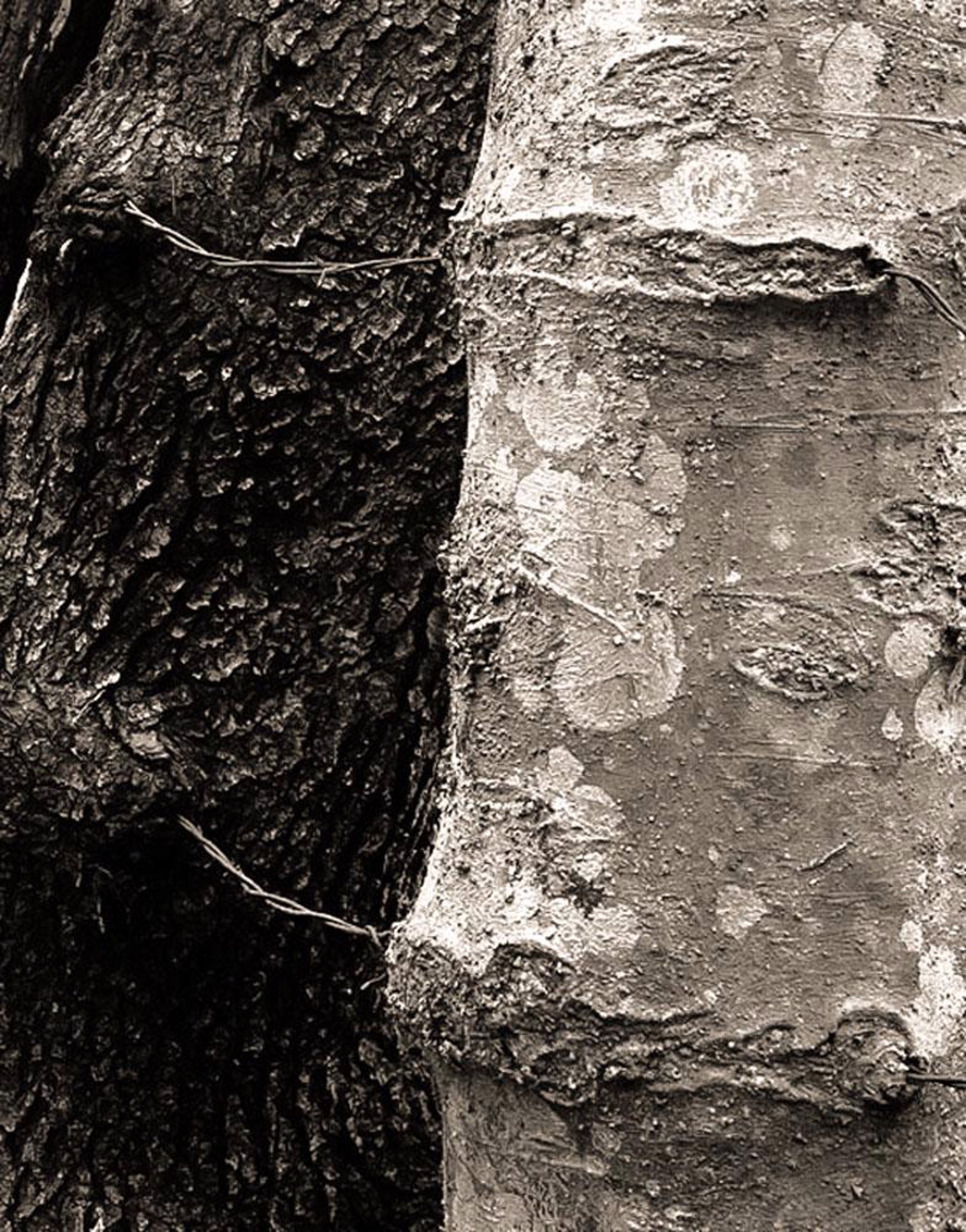 Trees Barbed Wire Saul to Paul #198 5/21 by Frank Hunter