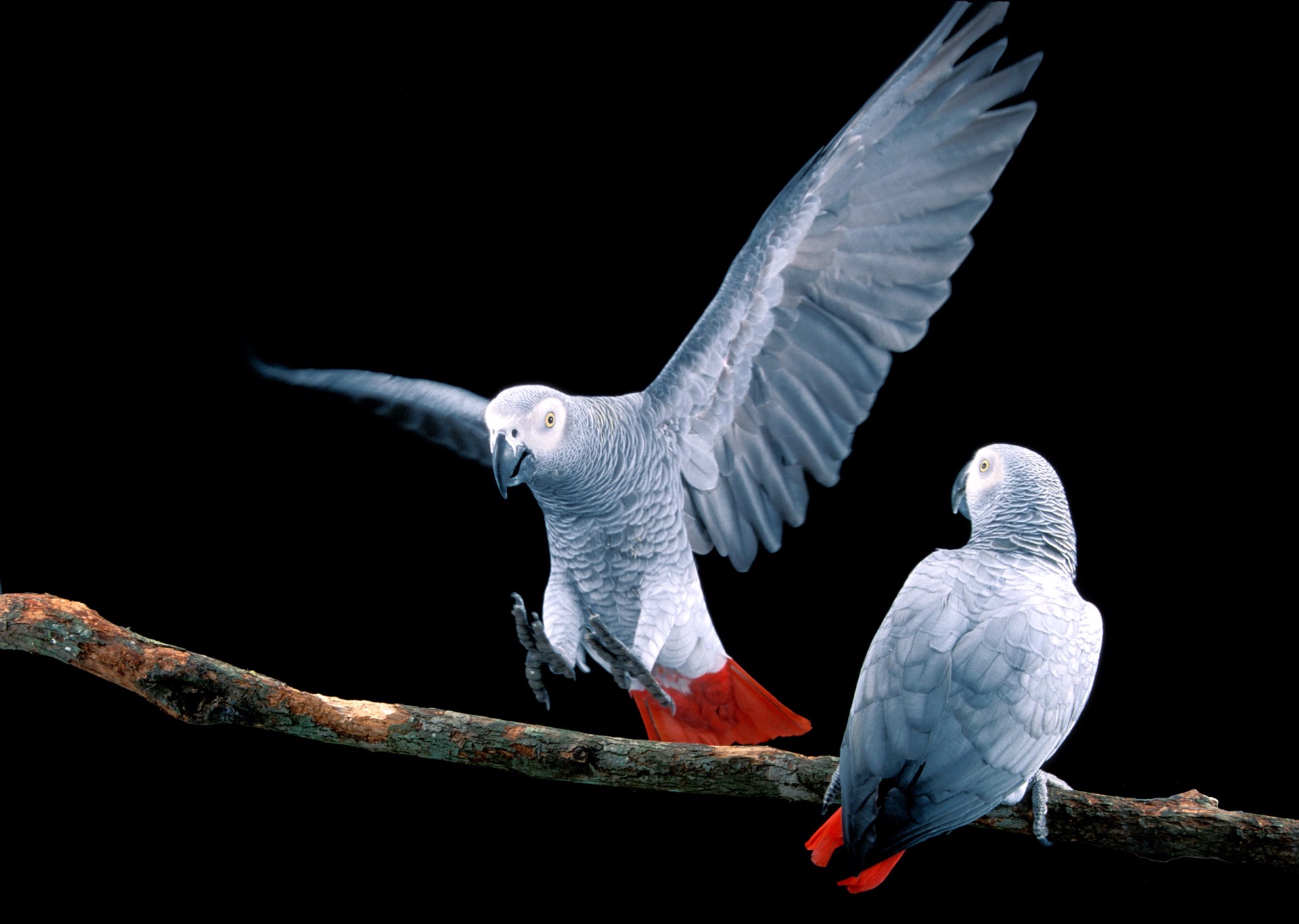 African Grey Parrots by Carlton Ward Jr