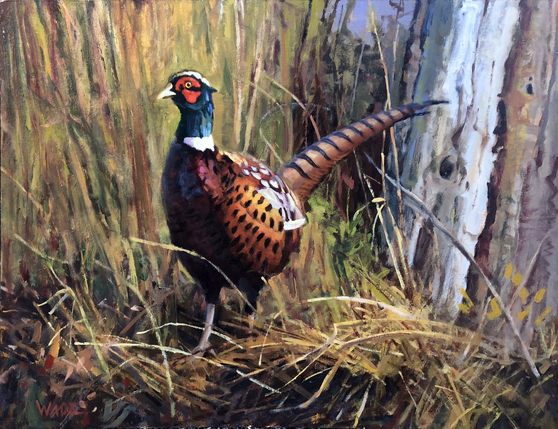 Pheasant by Dave Wade