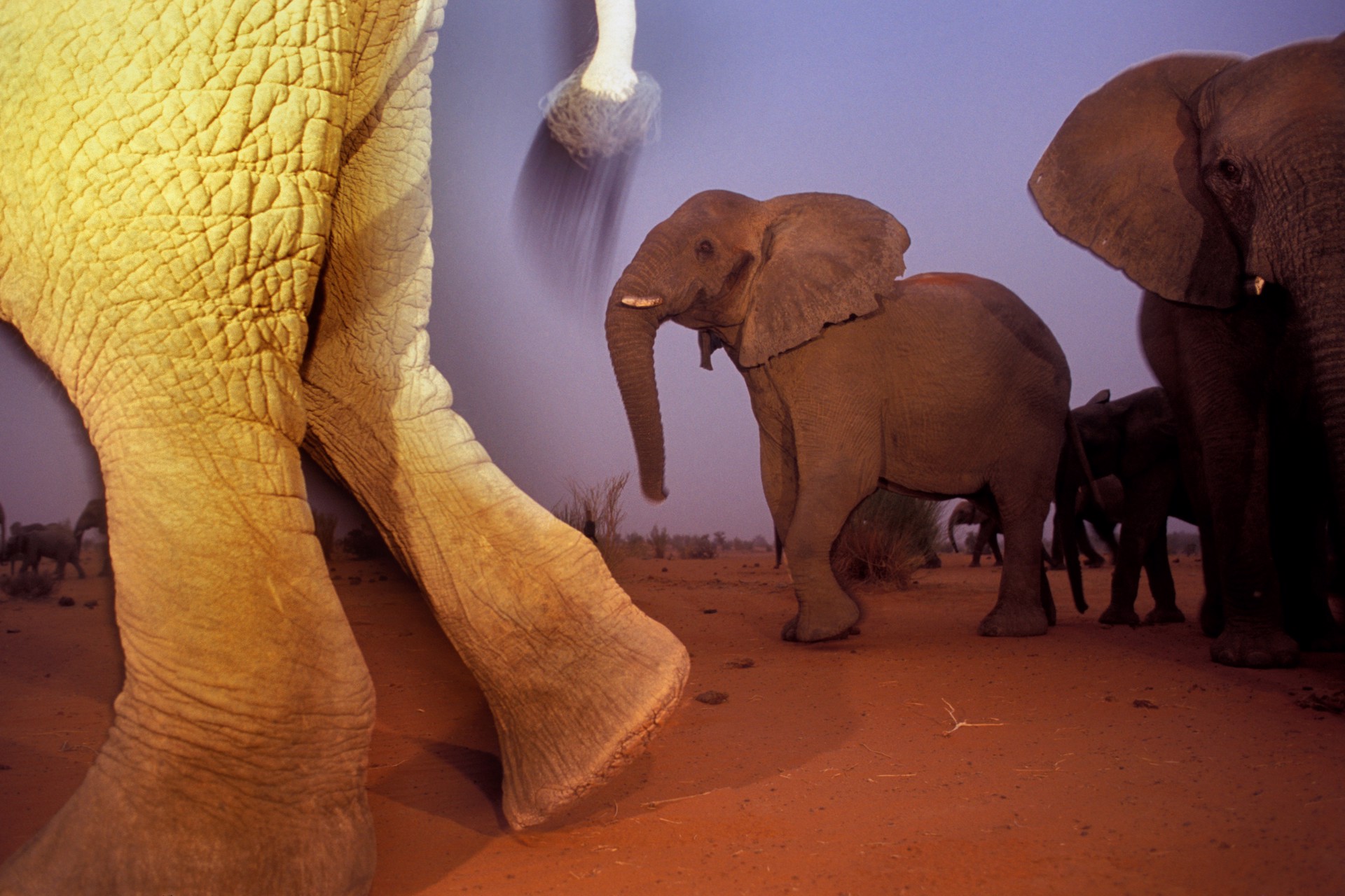 Elephants of Timbuktu by Carlton Ward Jr