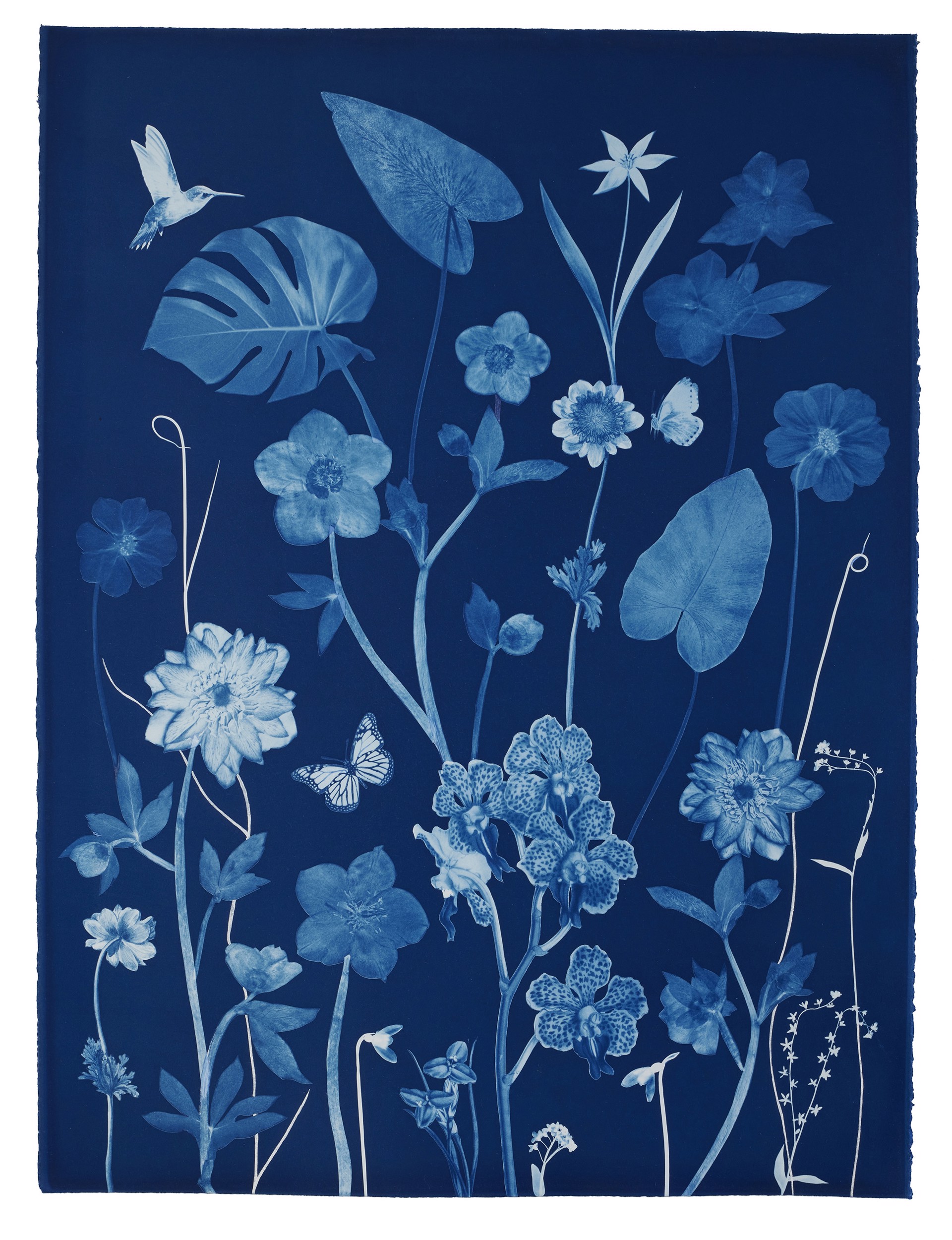 Nocturnal Nature (Orchid, Leaves, Hellebore, Hummingbird, etc) by Julia Whitney Barnes
