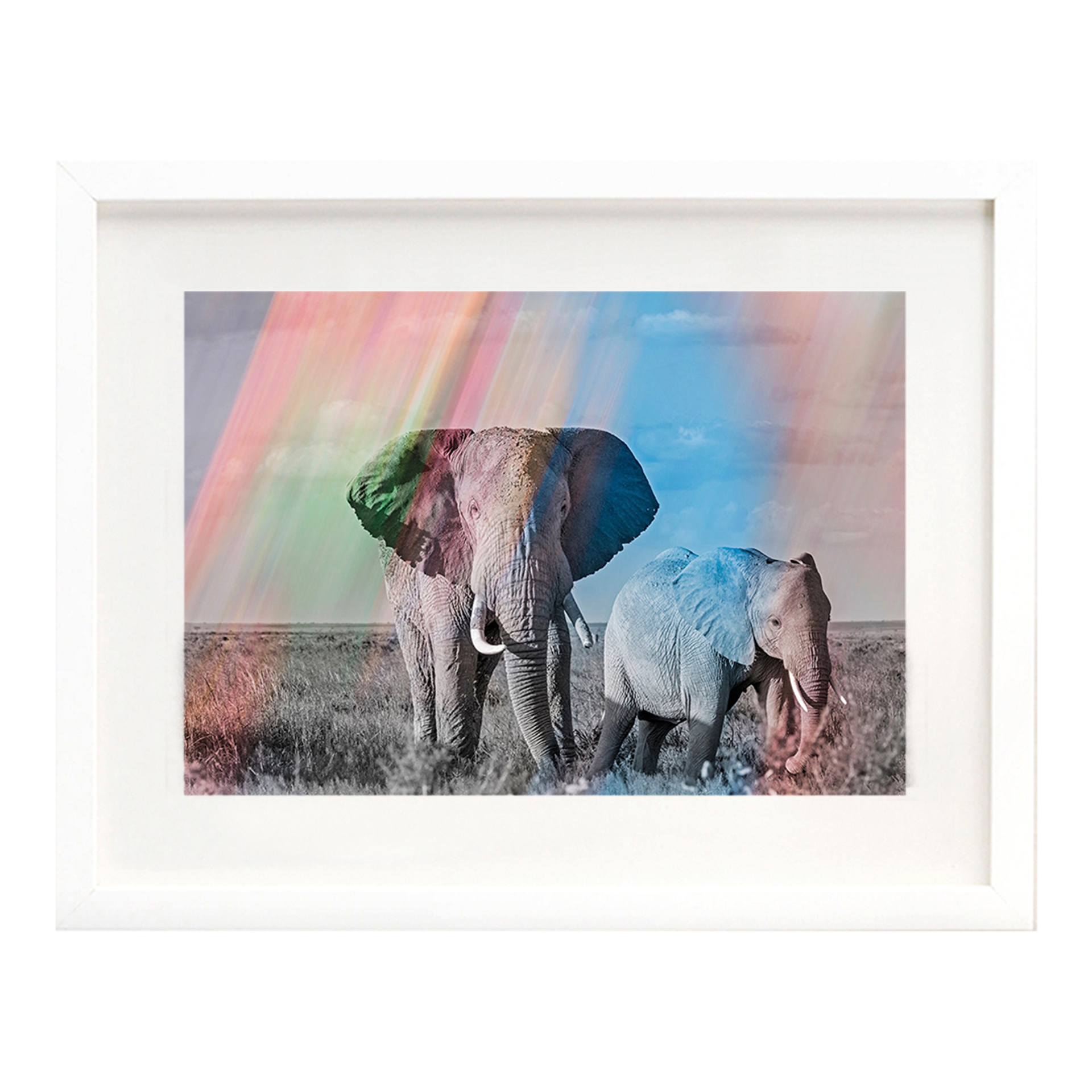 Elephant Rainbow #1 by Arno Elias
