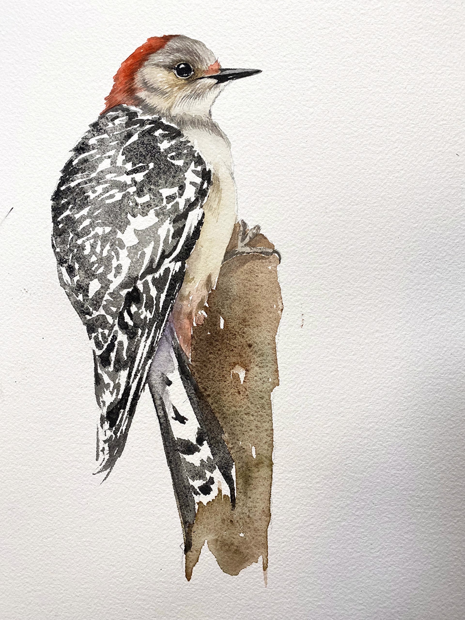 Quiet Grace (Red Bellied Woodpecker) by Jennifer Anderson