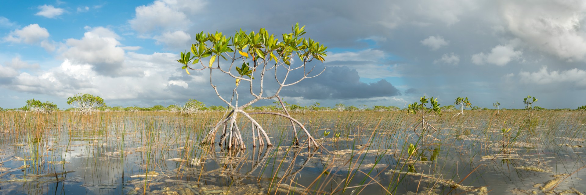 Everglades Mangrove by Carlton Ward Photography