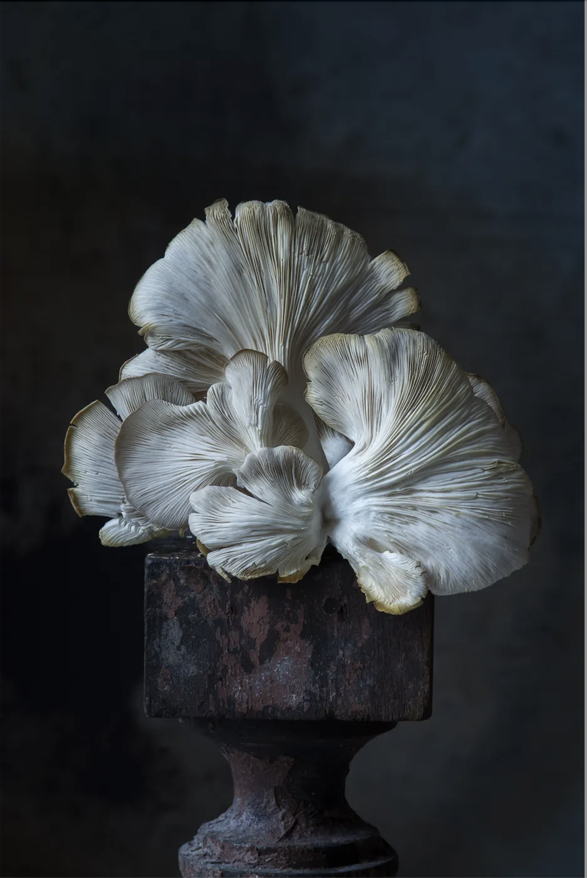 Italian Oyster Mushroom by Lynn Karlin