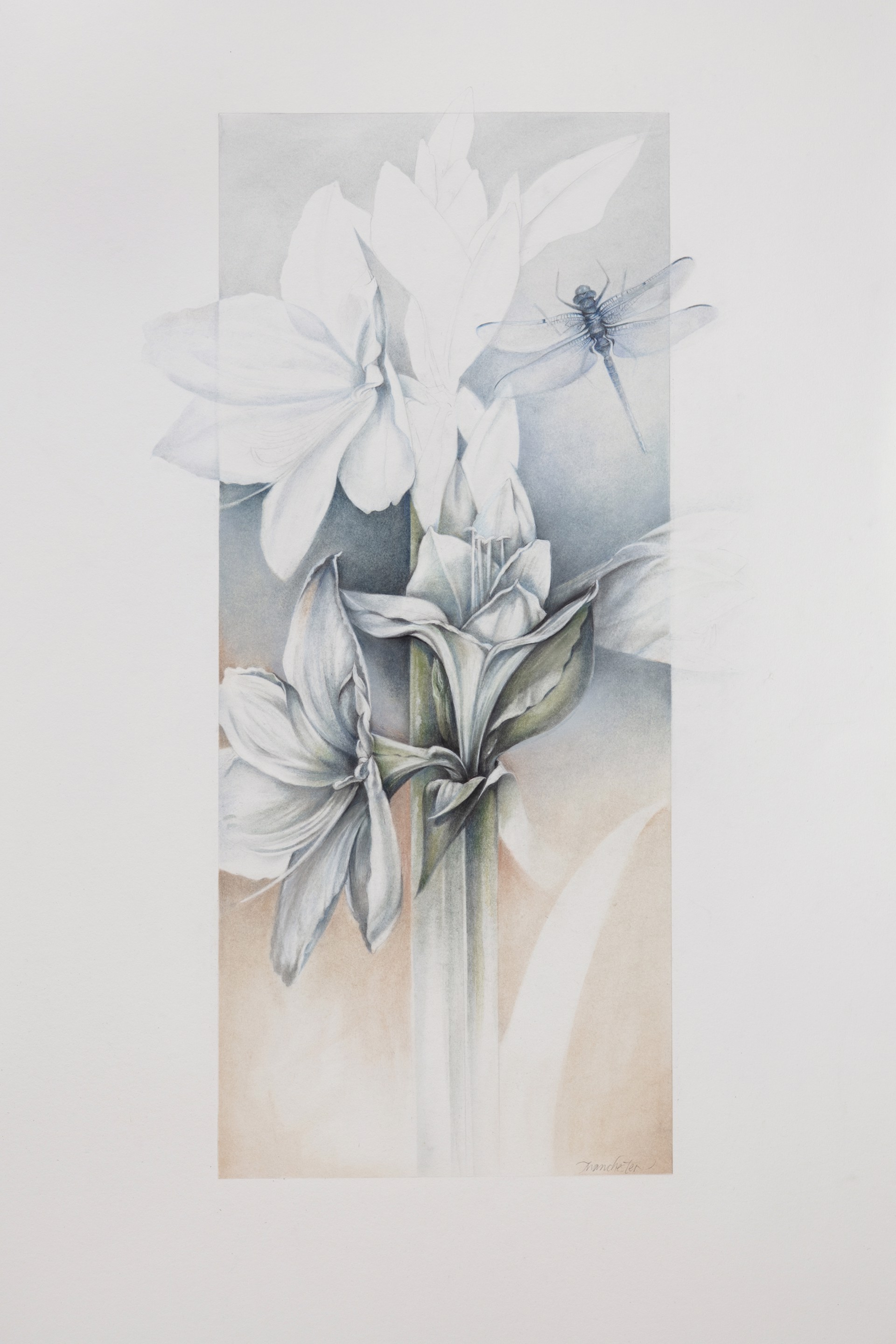 White Amaryllis with Dragonfly by Susan Manchester