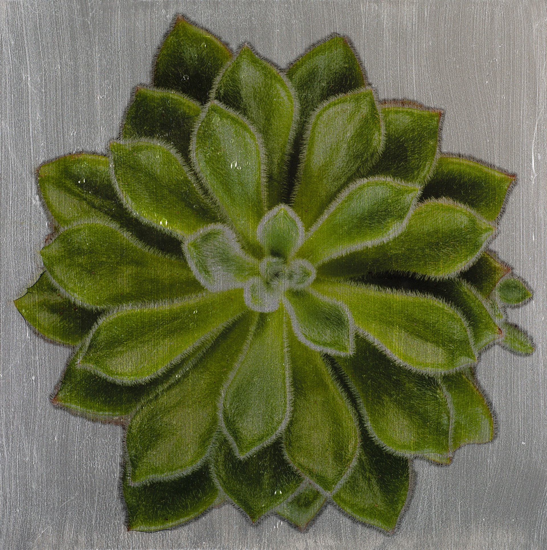 Green Succulent by David Humphreys