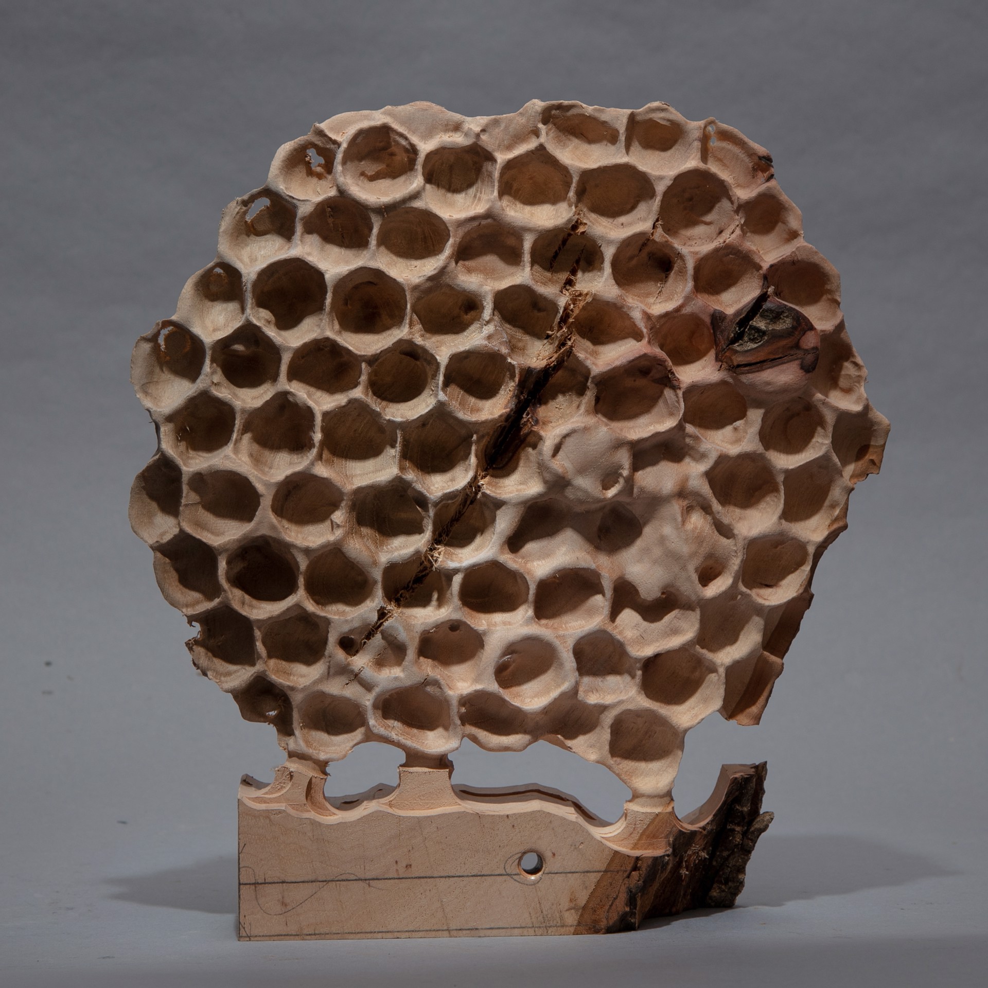SOLD, Specimen #7 - Wasp's nest in local pecan by Dana Younger