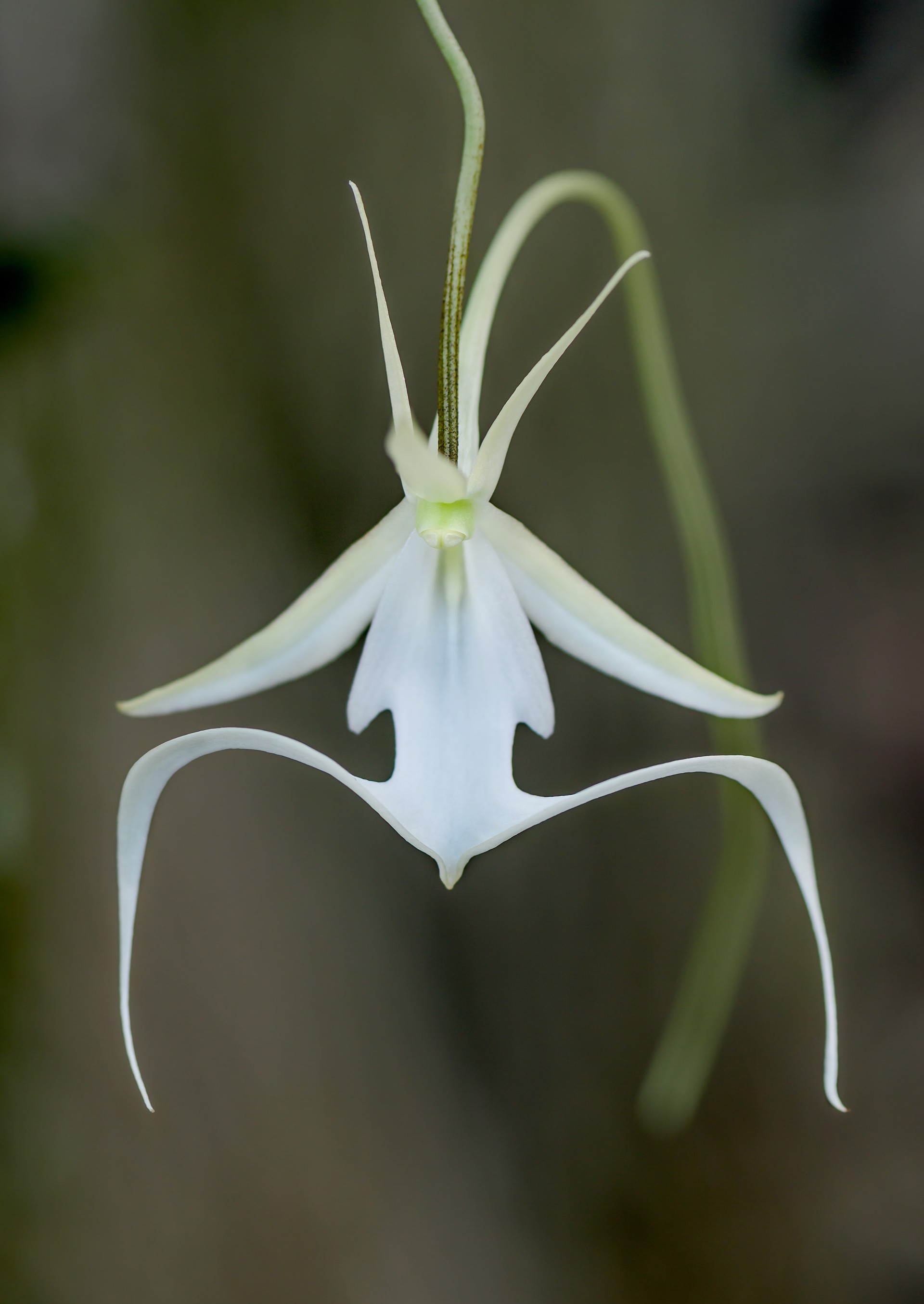 Ghost Orchid by Carlton Ward Photography
