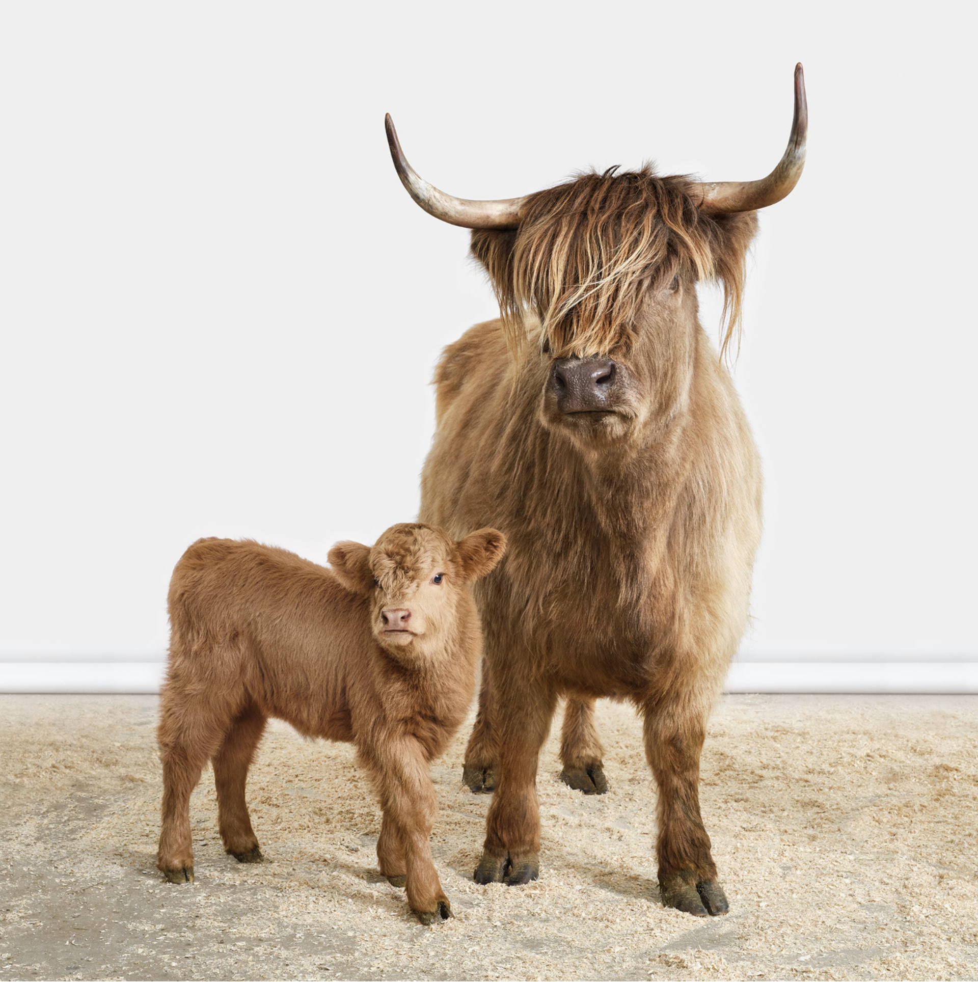 Highland Momma & Calf by Randal Ford