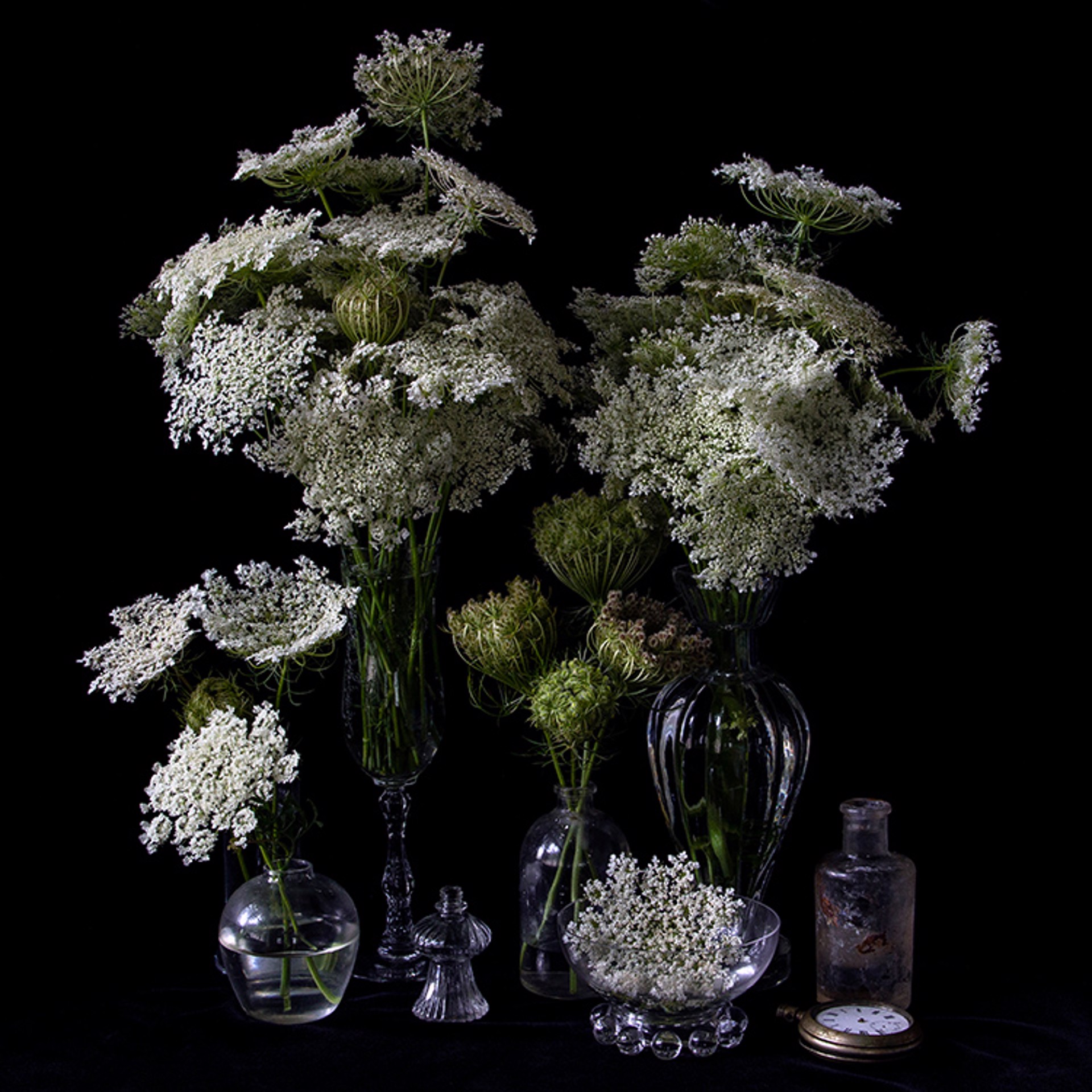 Vanitas with Queen Anne's Lace, 9932 by Molly Wood