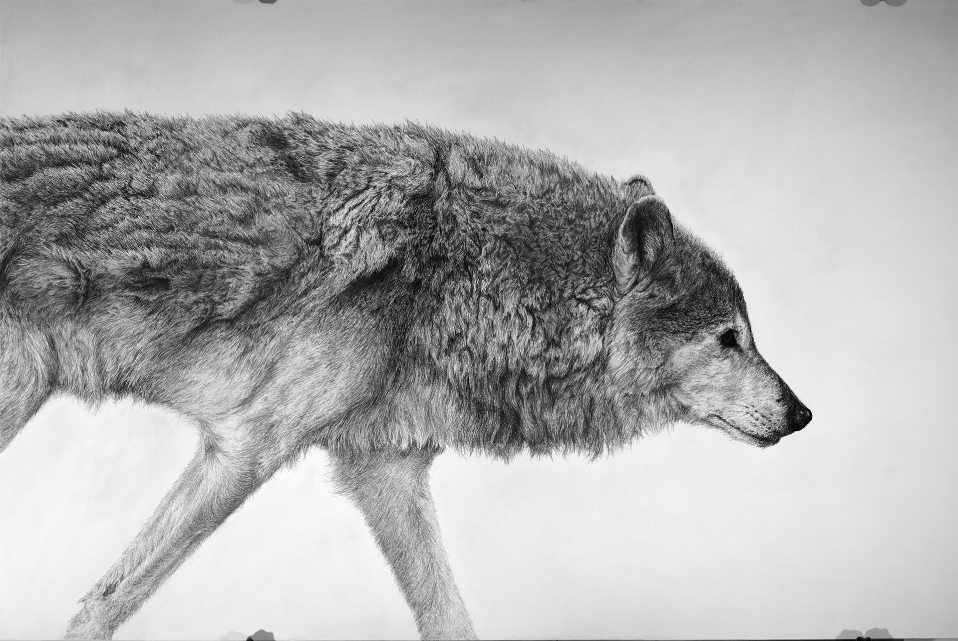 Canis Lupus by David Hunt