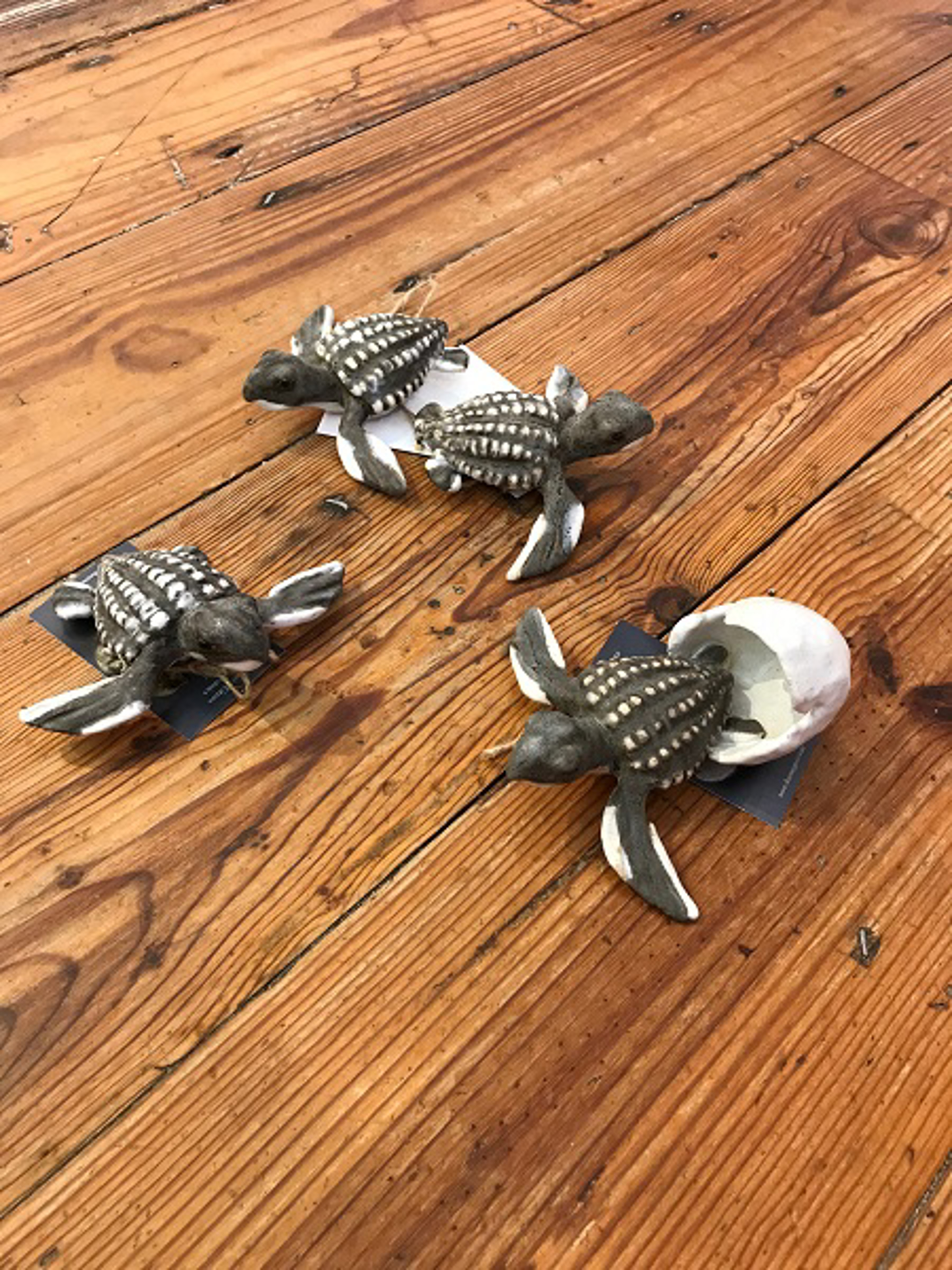 Wall Leather Back Turtle Hatchlings by Shayne Greco