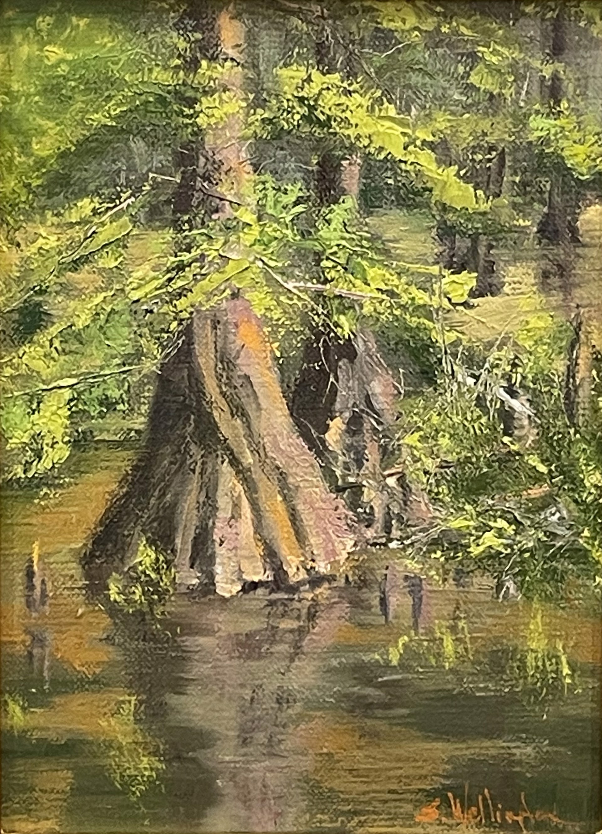 Spring Cypess by Susan Wellington
