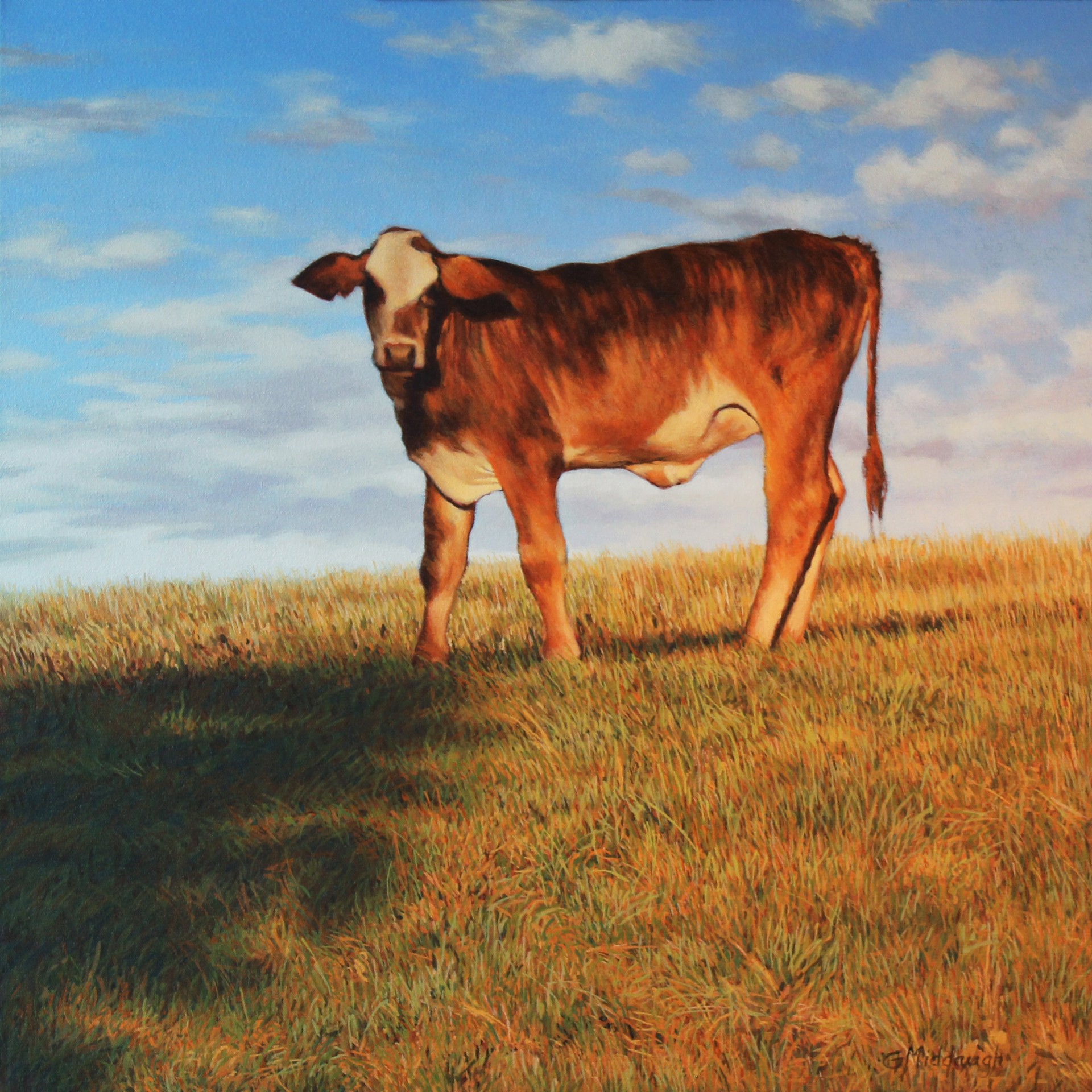 Curious Calf by Garrett Middaugh