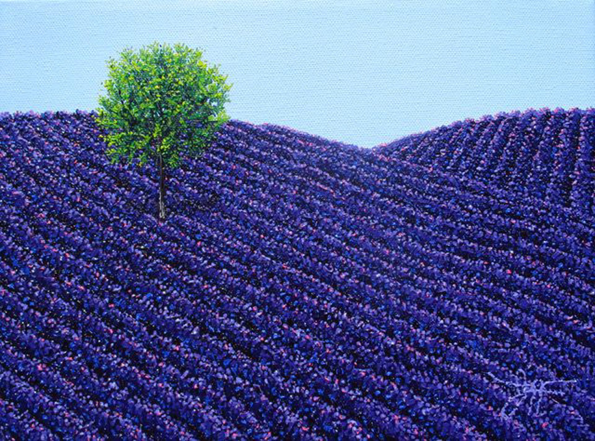 Rows of Lavender by Jay Maggio