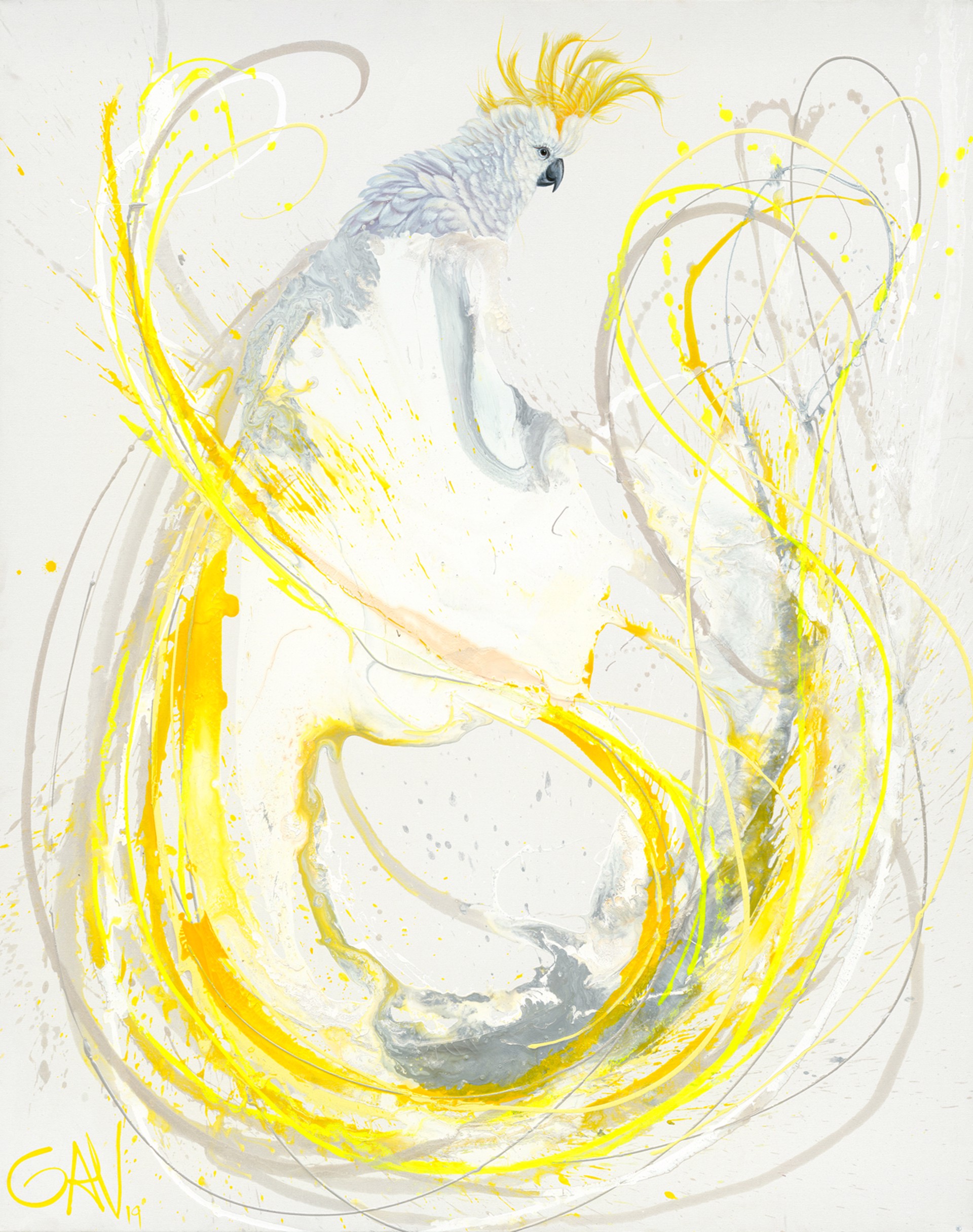 Sulphur Crested Cockatoo (Edition) by Gav Barbey