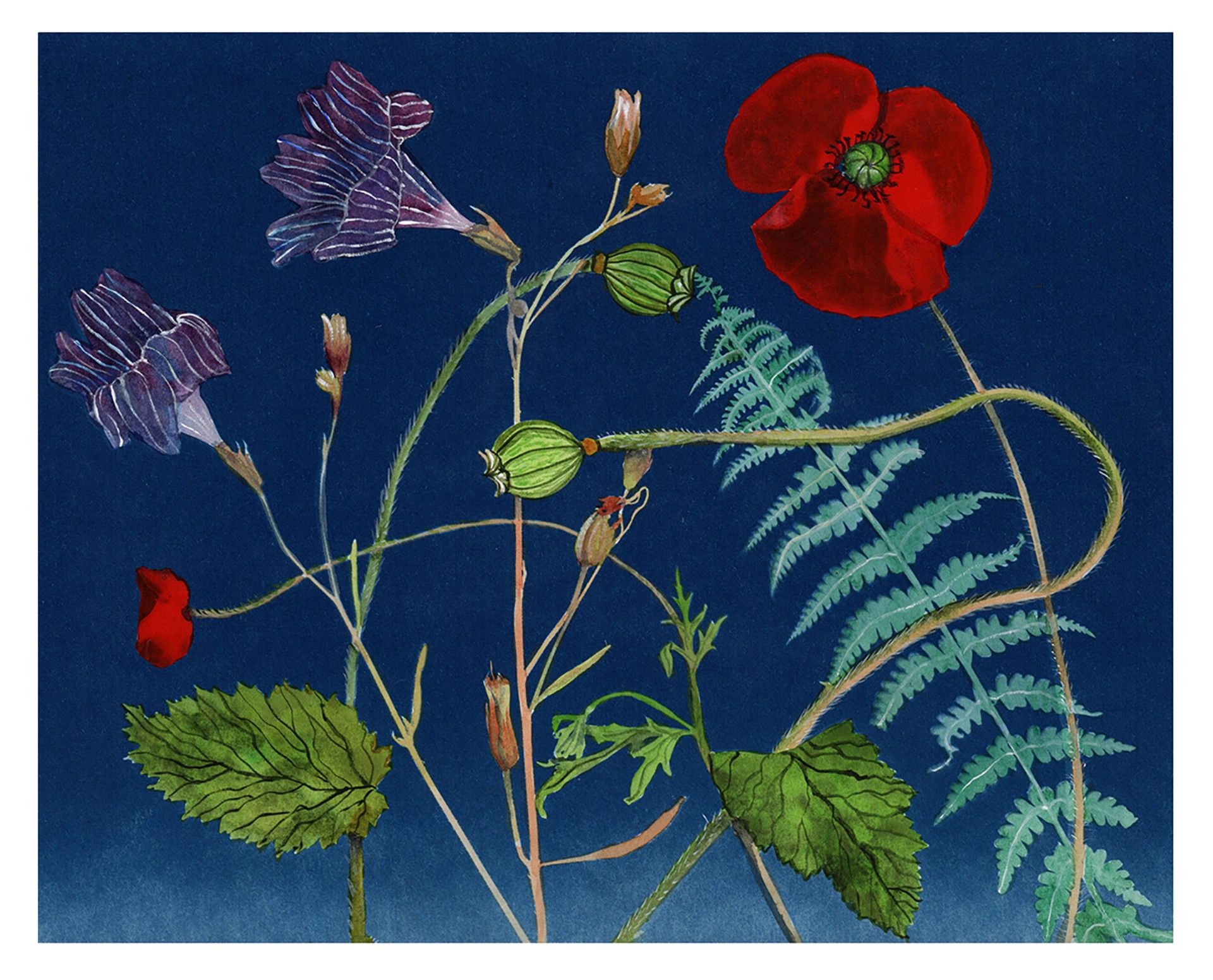Nocturnal Nature (Poppies, Petunia, Fern) by Julia Whitney Barnes