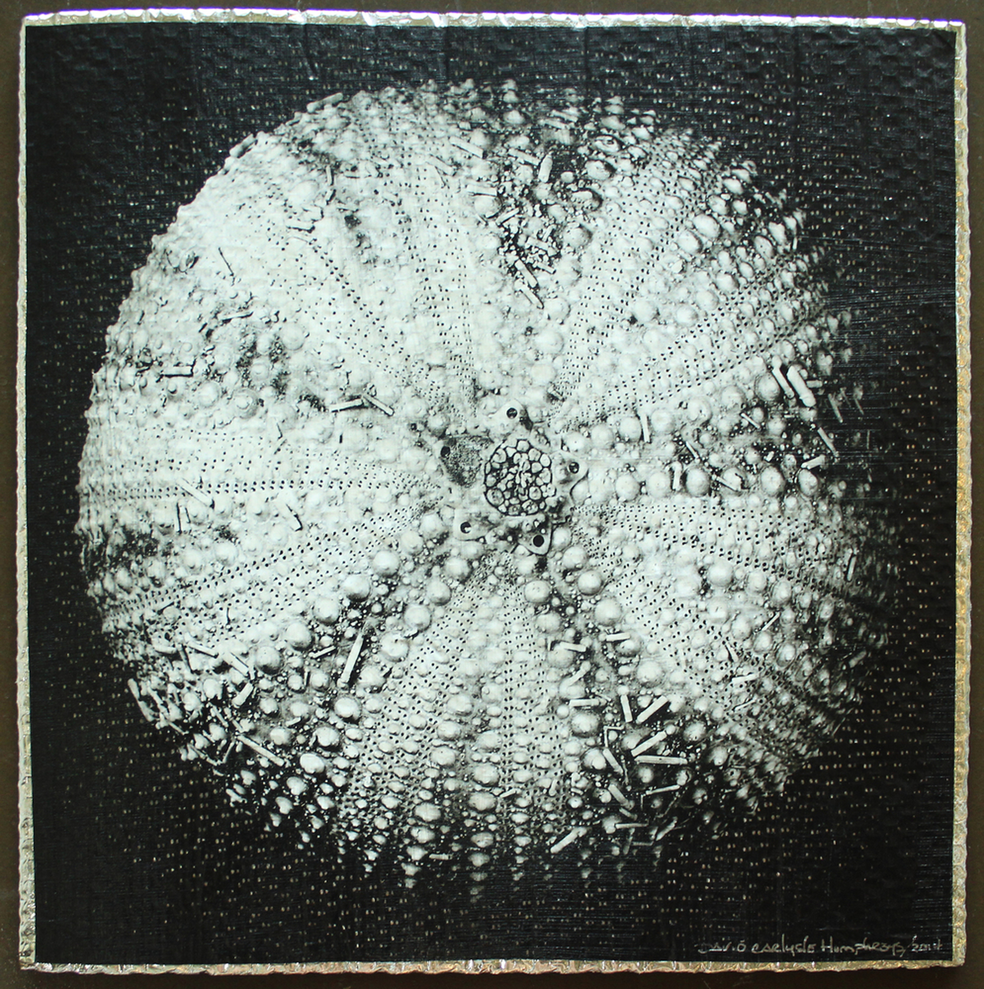 Urchin 67 by David Humphreys