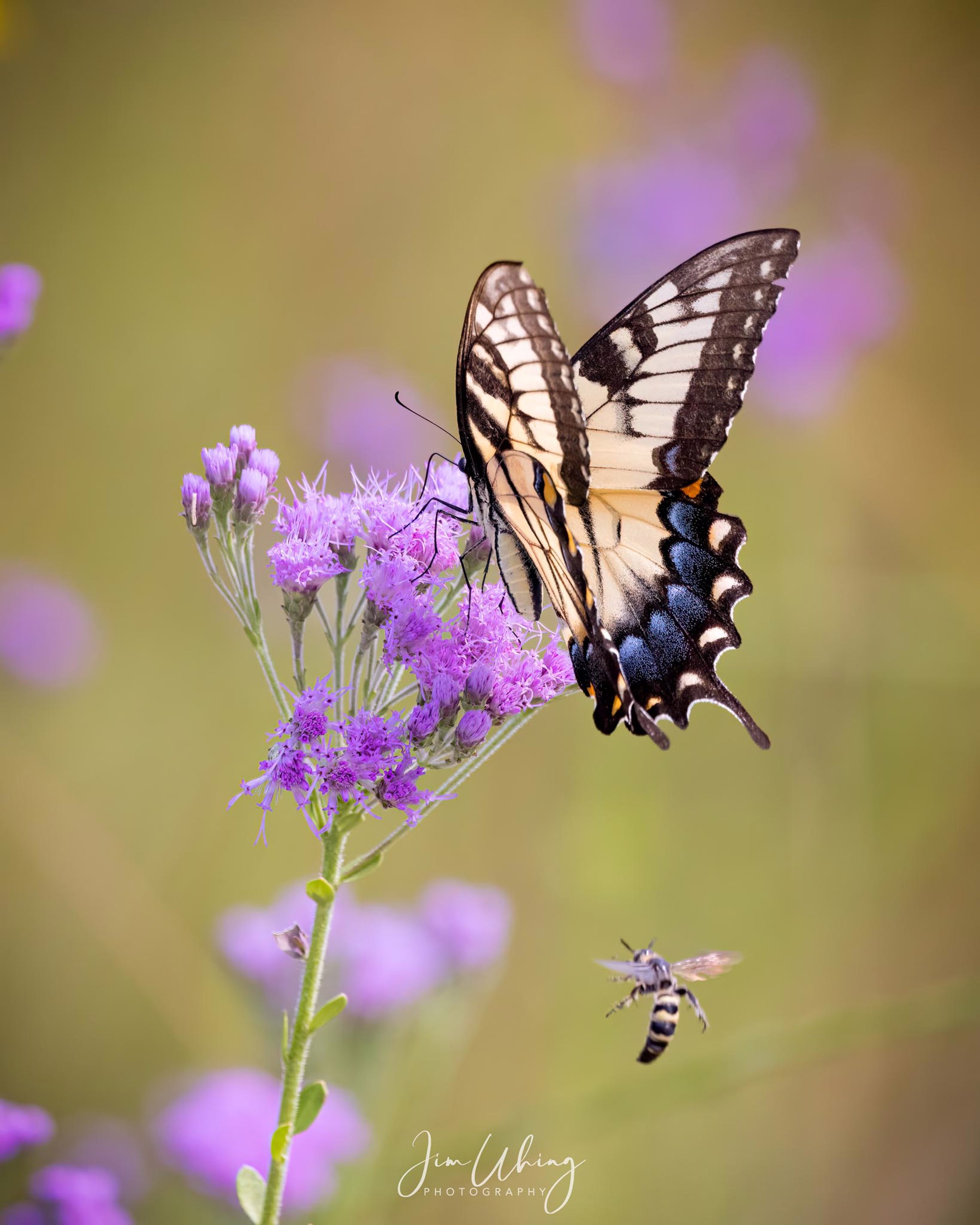 Gingersnap 33'S Stunning Photography Gallery - wg2b7gu
